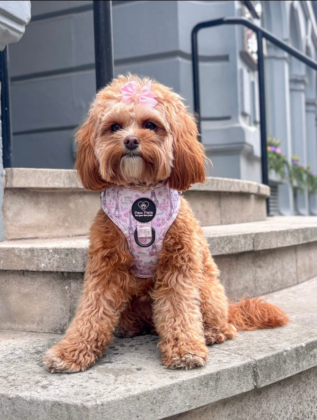 Pups In Paris Harness