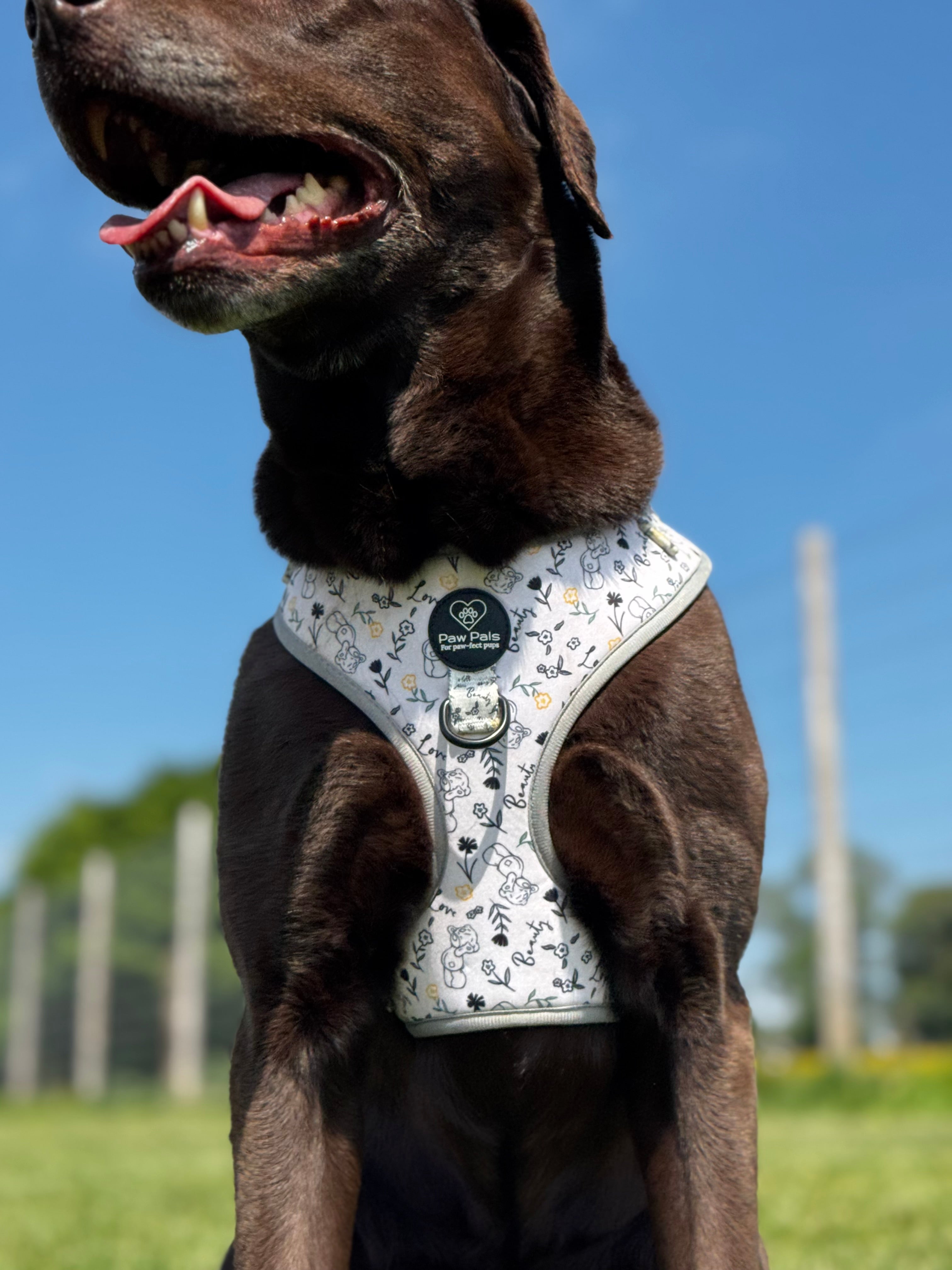 Tatty Teddy Springs Harness