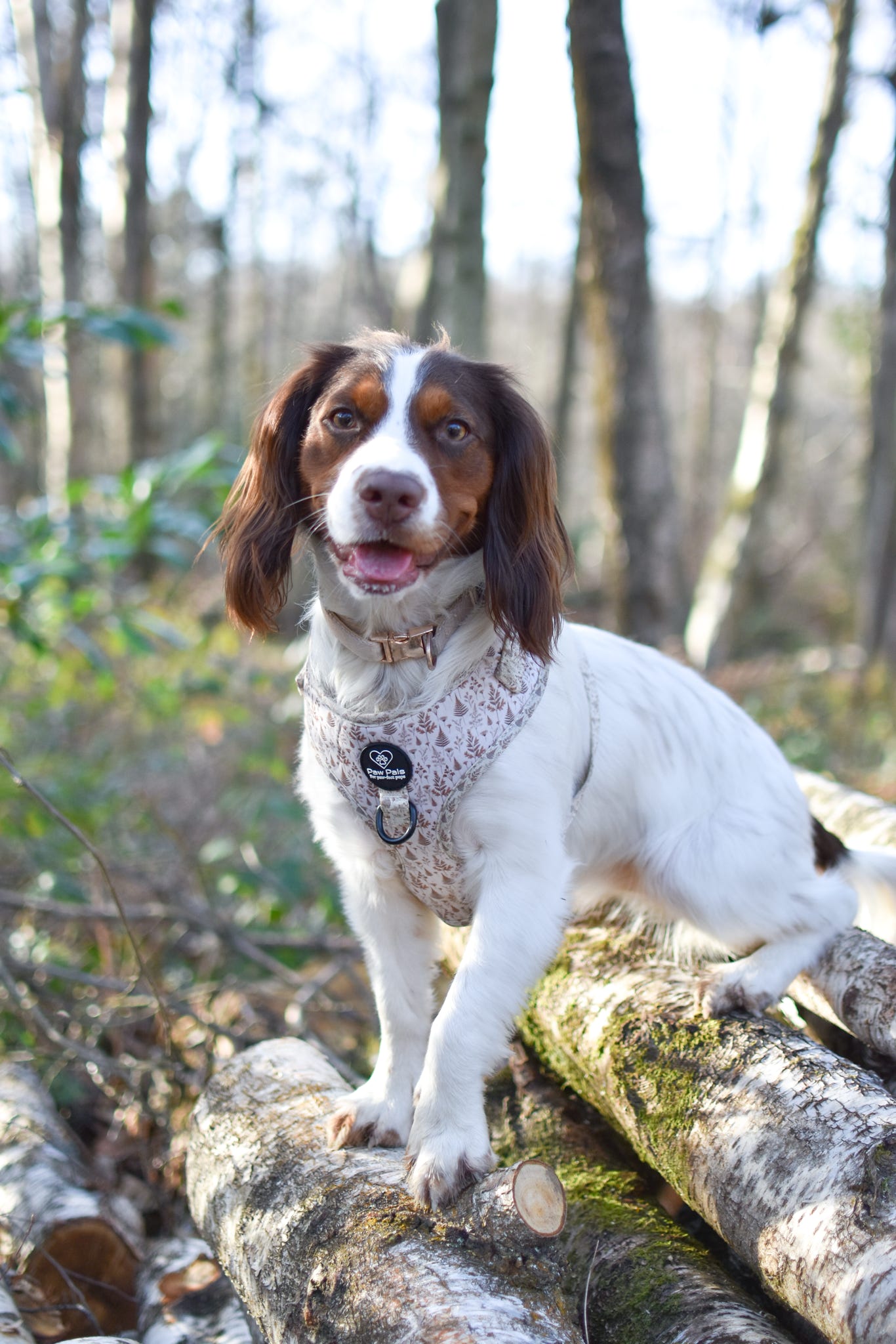 Woodland Willows Adjustable Harness