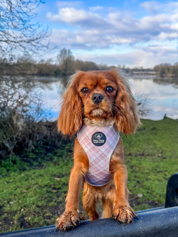 Pretty in Plaid Harness
