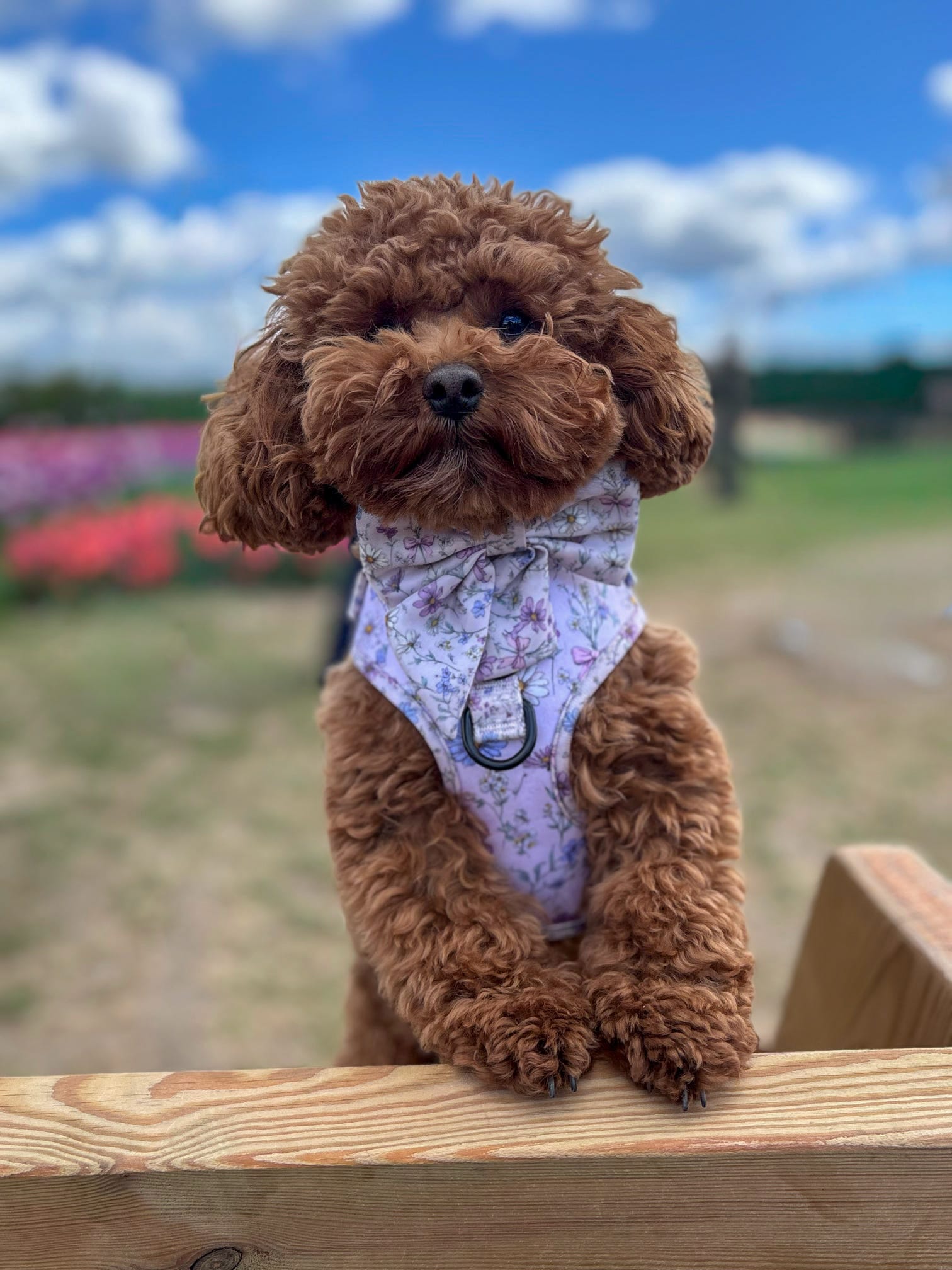 Wildflower Wishes Harness