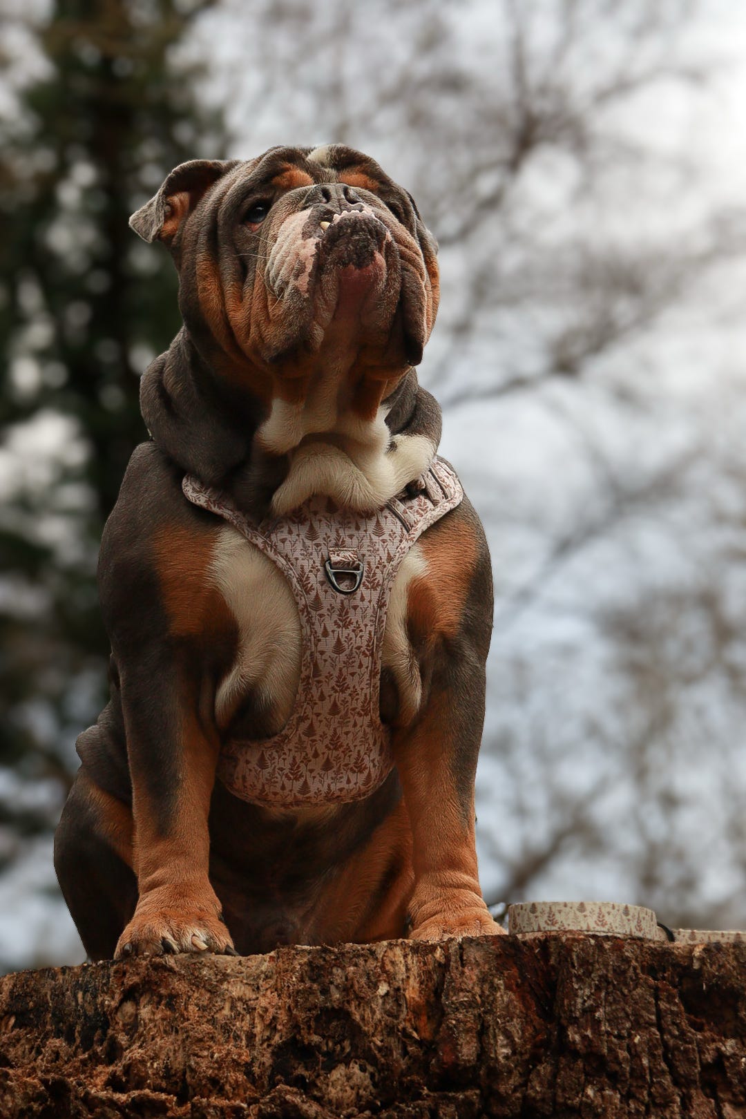 Woodland Willows PawpalsPro Harness