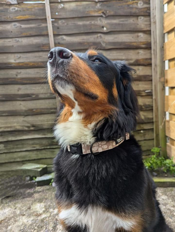 Love You A Latte Collar