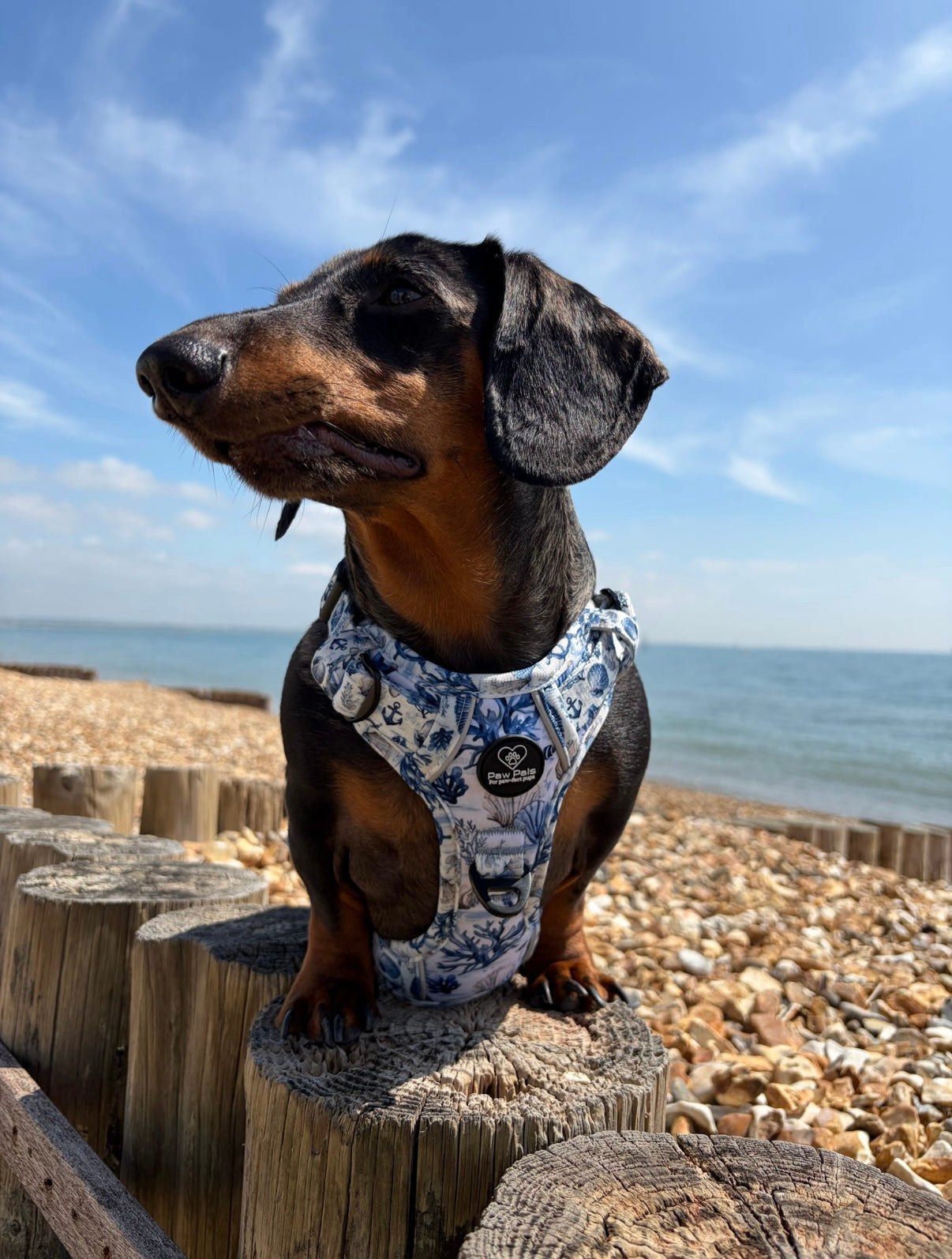 Pups Ahoy PawpalsPro Harness