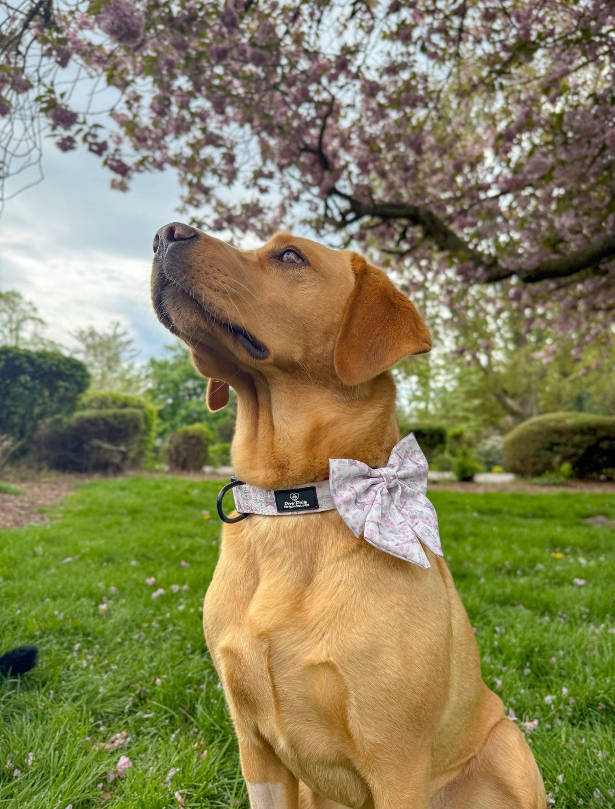 Pups In Paris Collar