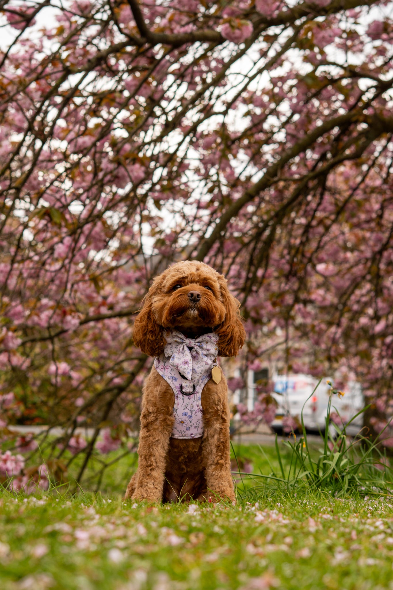 Wildflower Wishes Harness