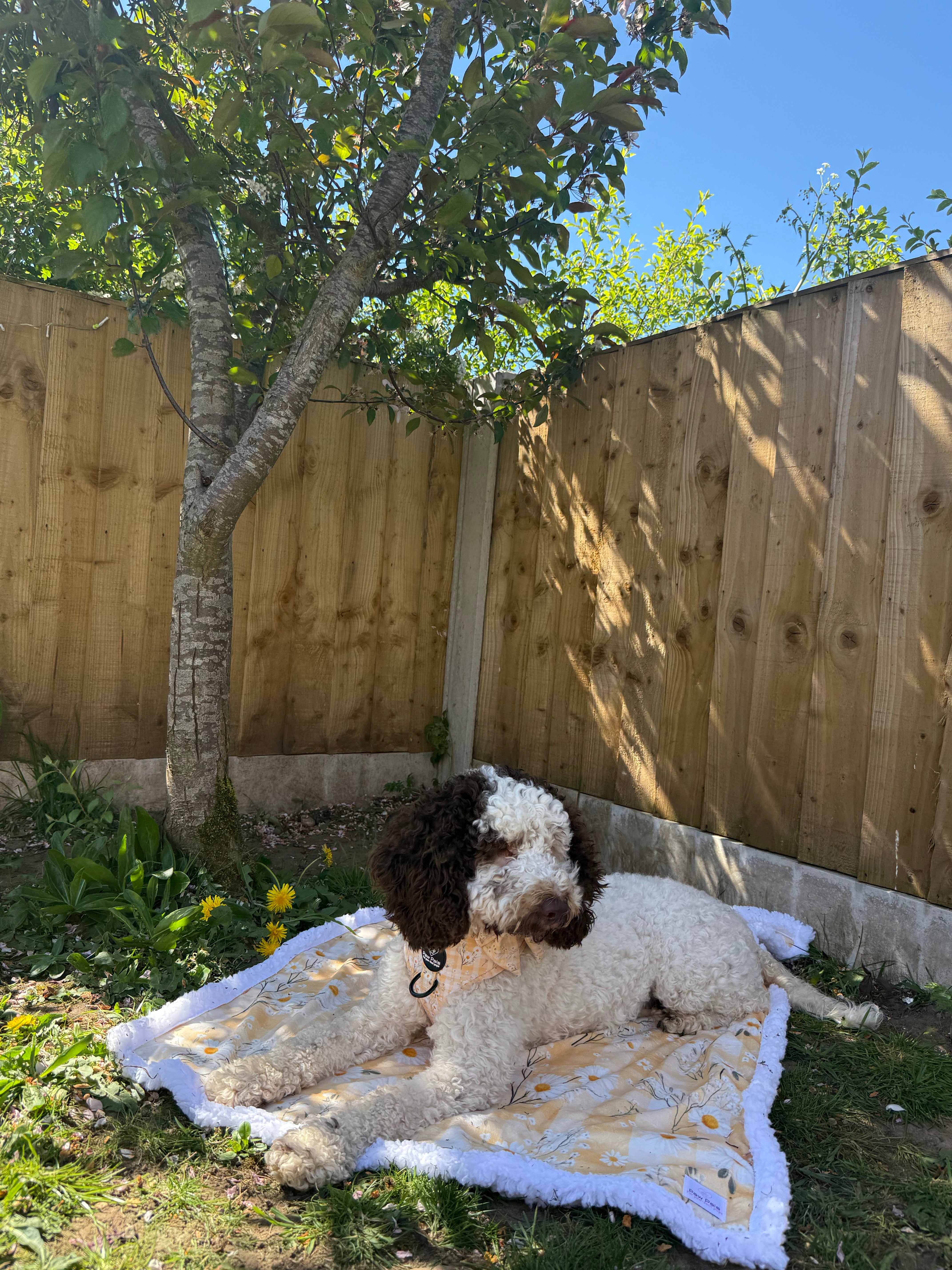 Daisy Dreams Blanket