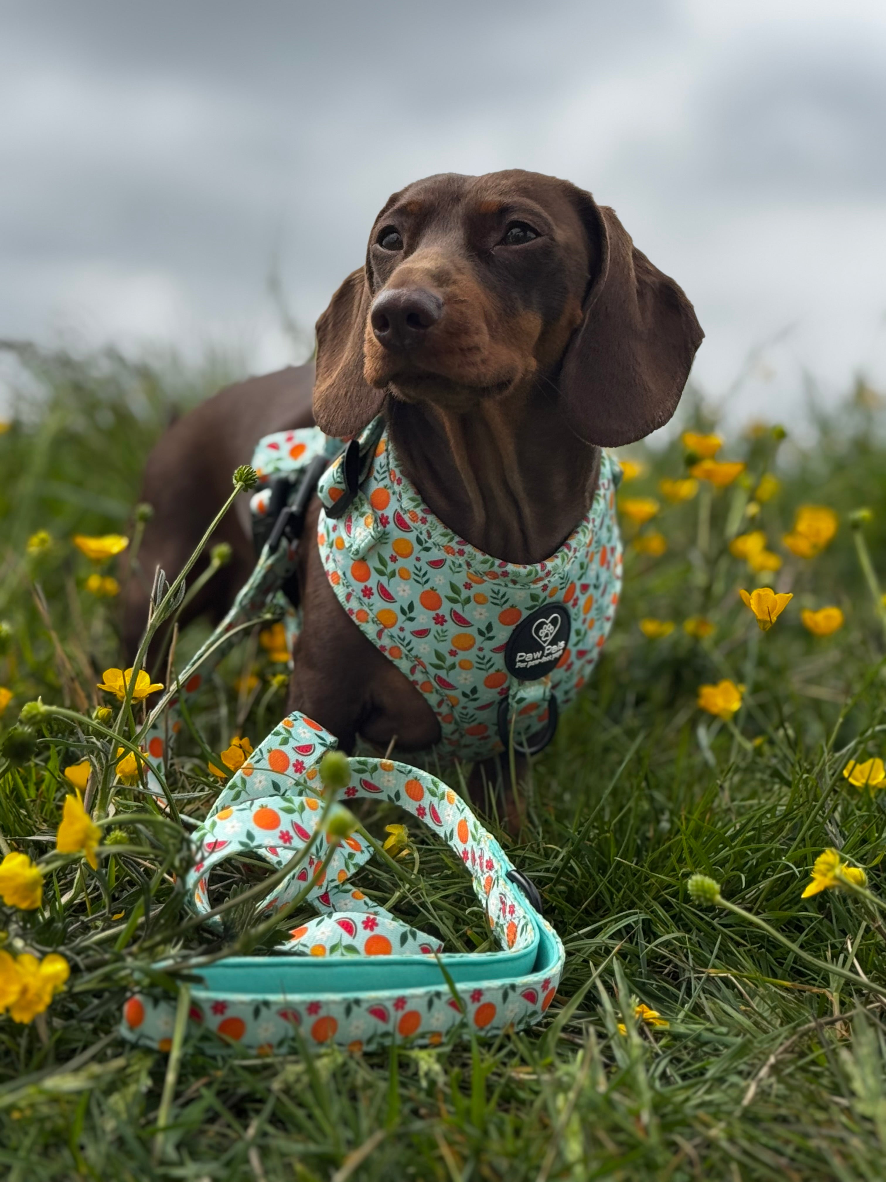 Tutti Frutti Harness