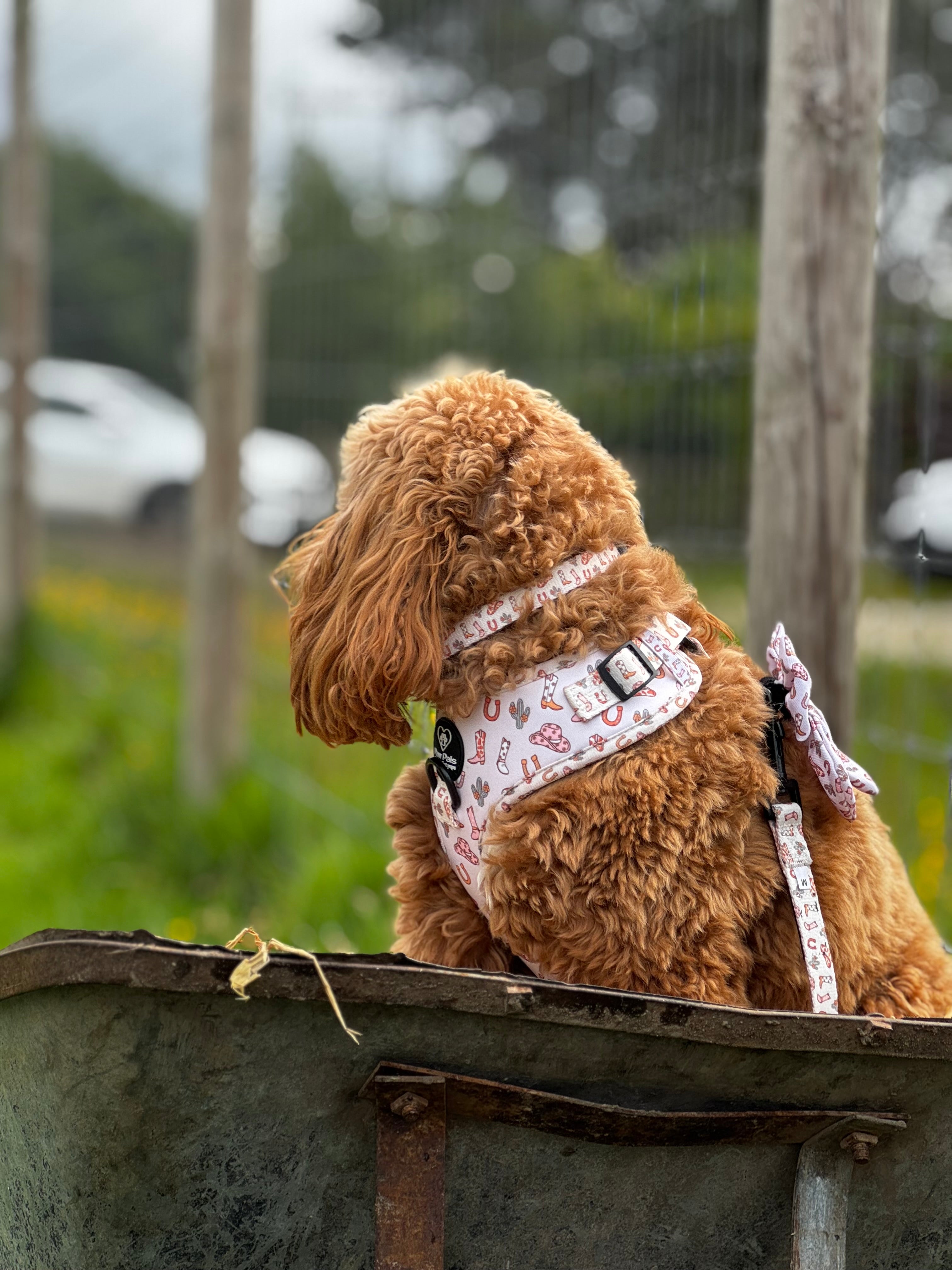 Saddle up Pup Leash