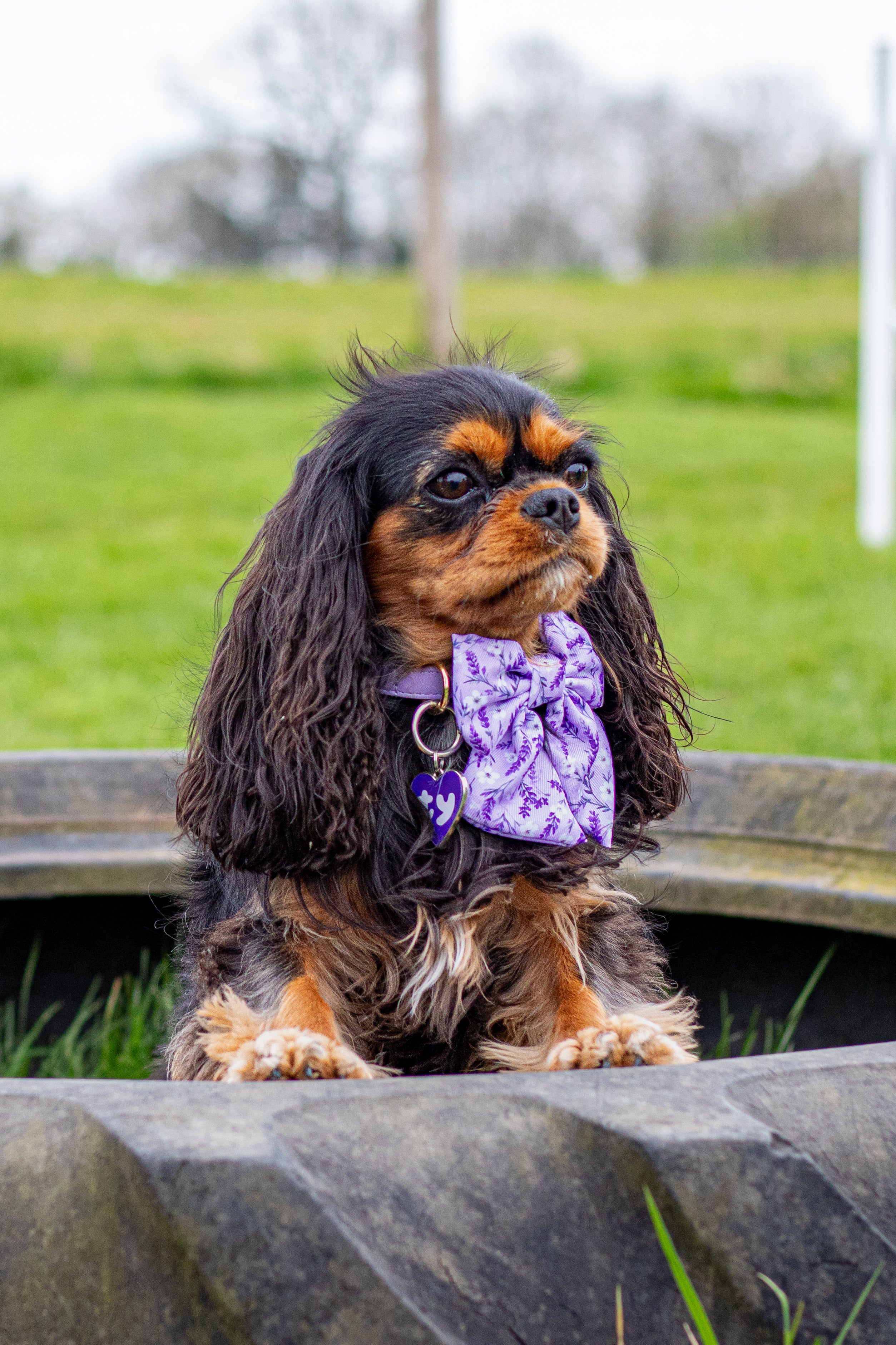 Lavender Fields Premium Sailor Bow