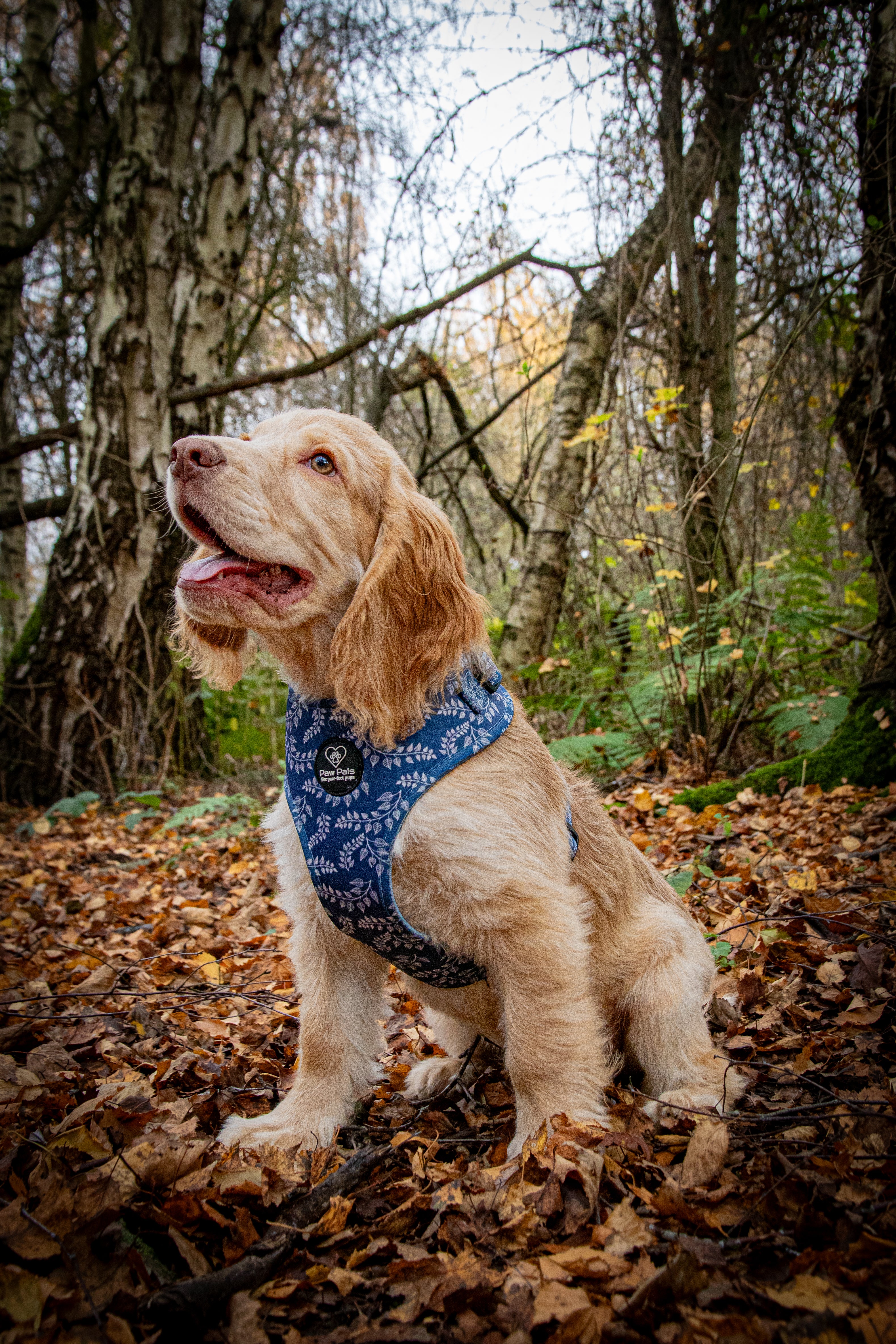 Navy Springs Harness