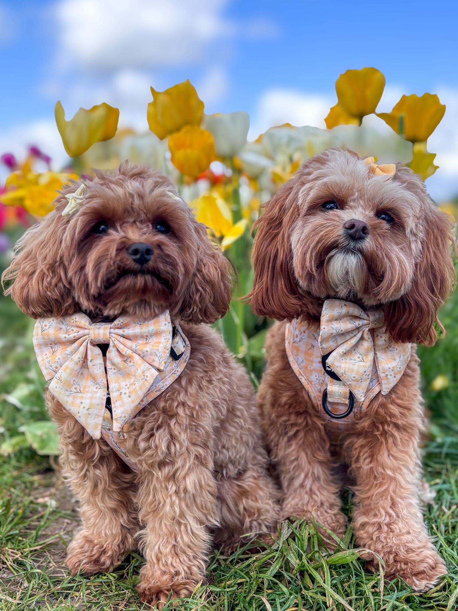 Daisy Dreams Harness