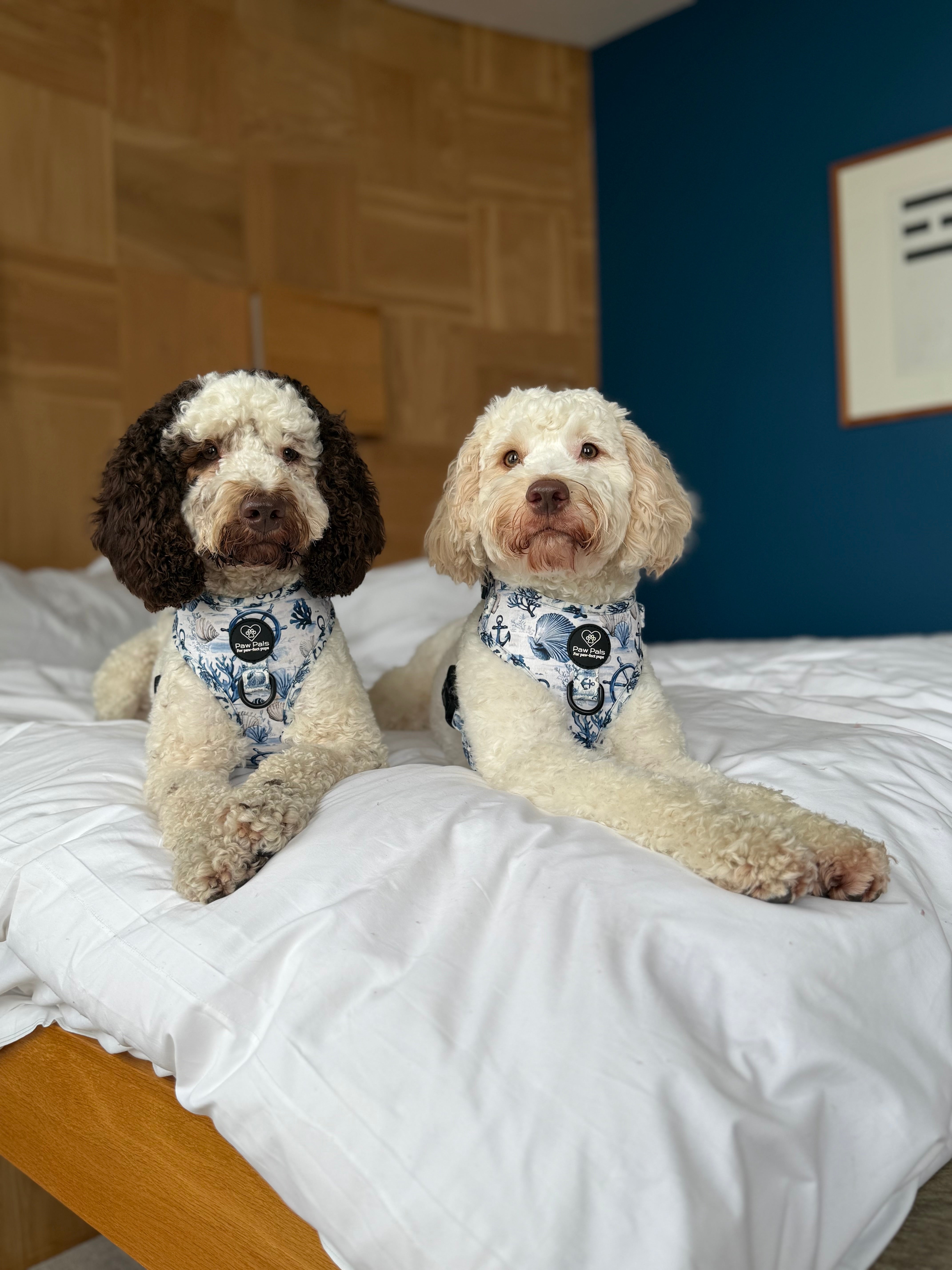 Pups Ahoy Overhead Harness