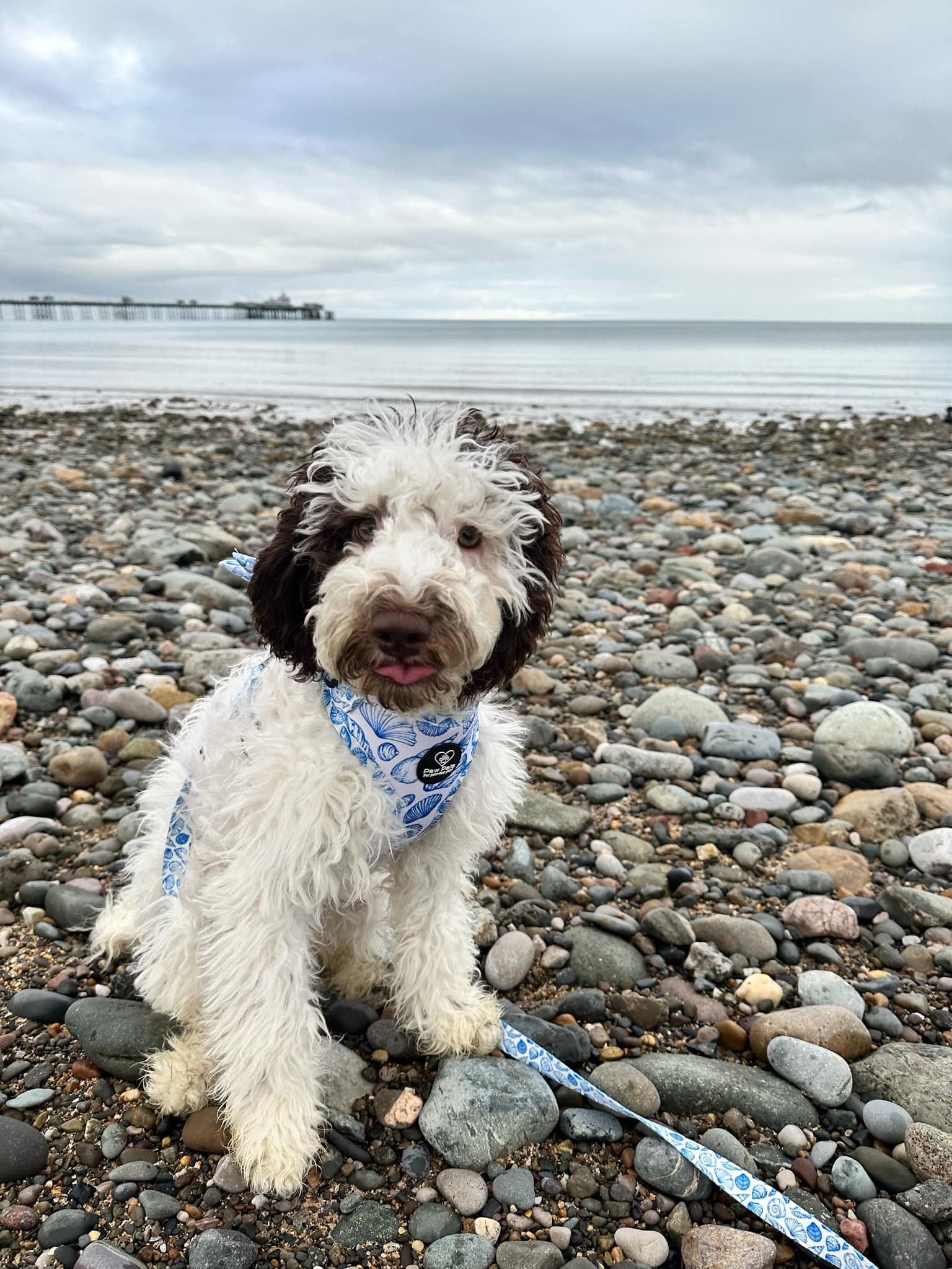 Ocean Shells Harness
