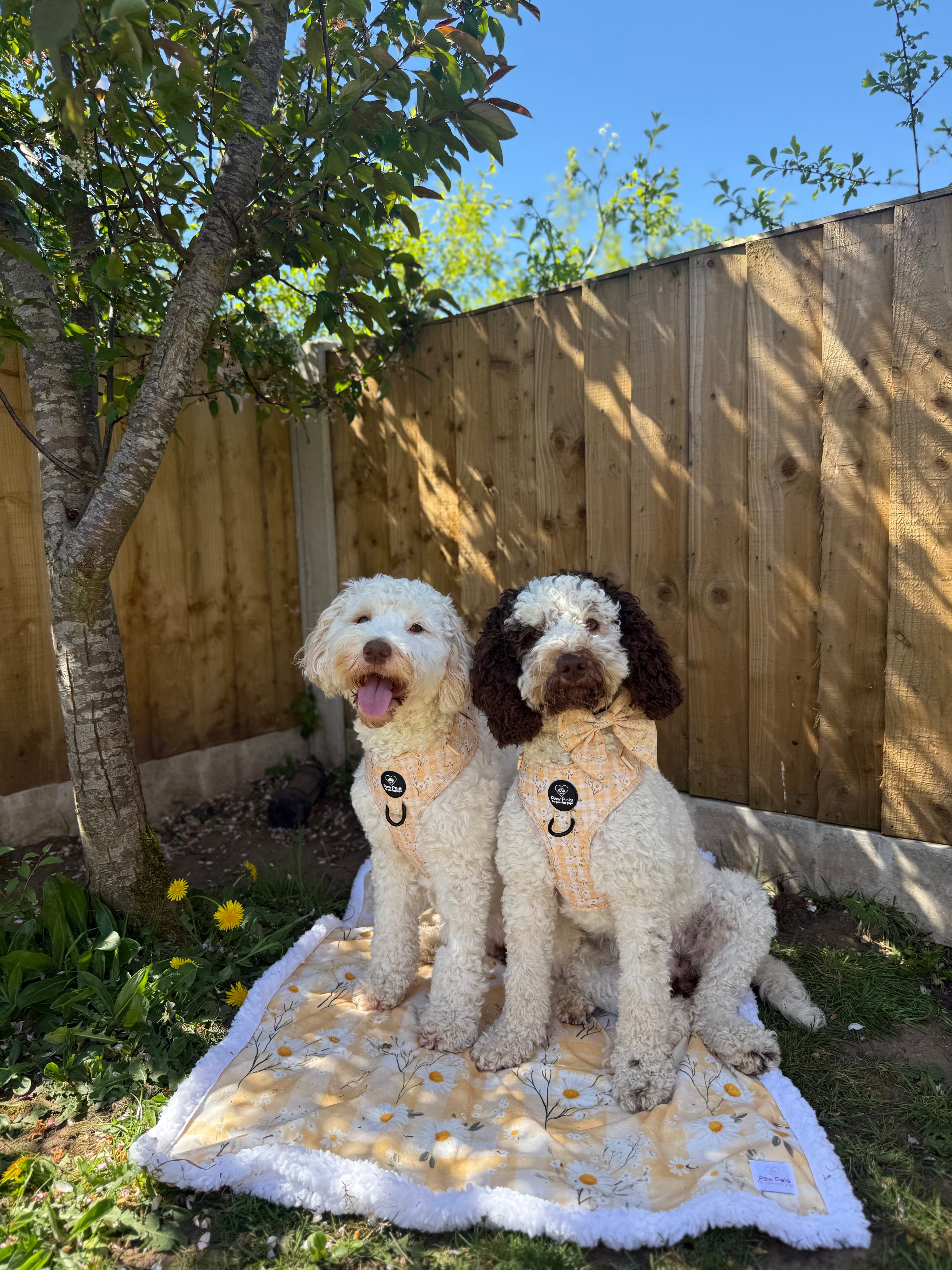 Daisy Dreams Harness