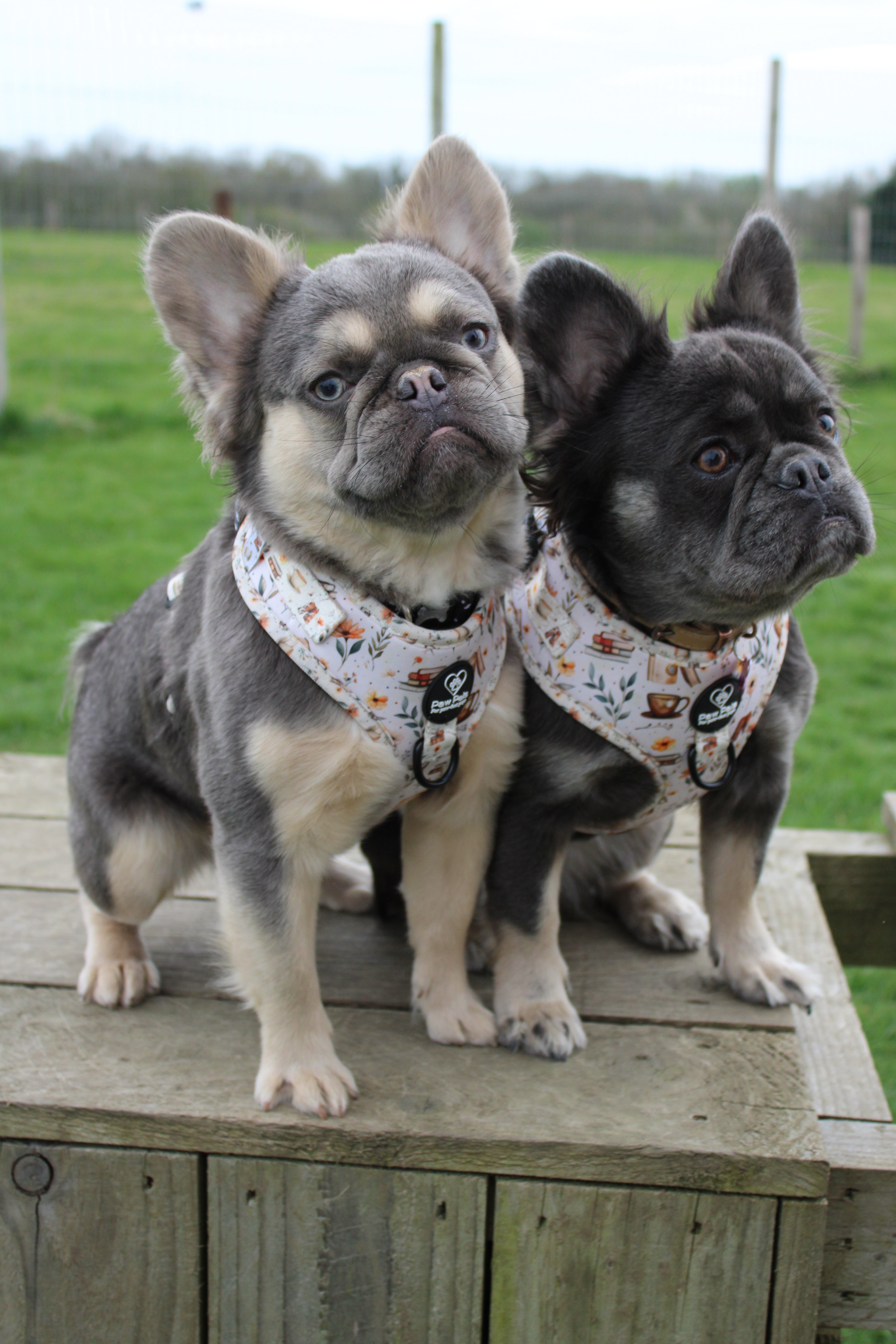 Coffee & Pup Club Harness