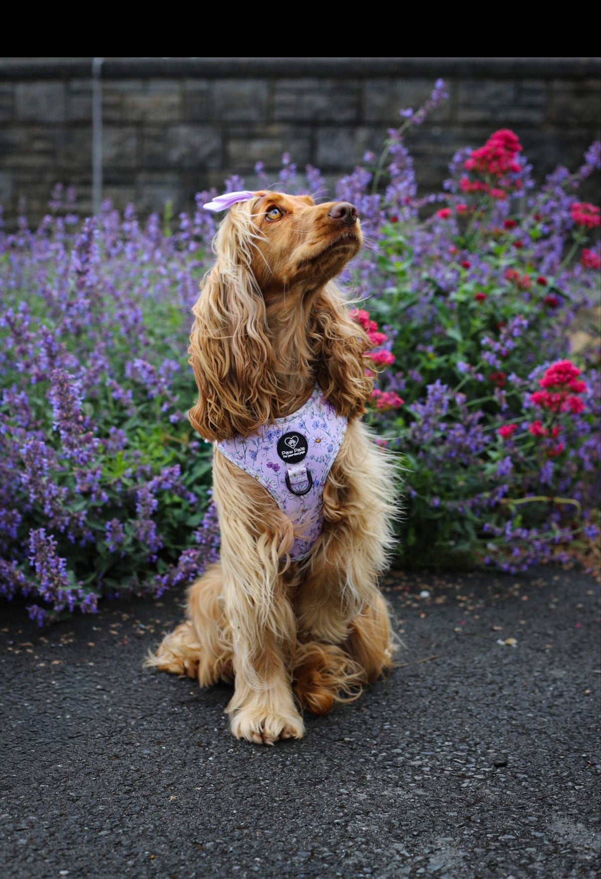 Wildflower Wishes Harness