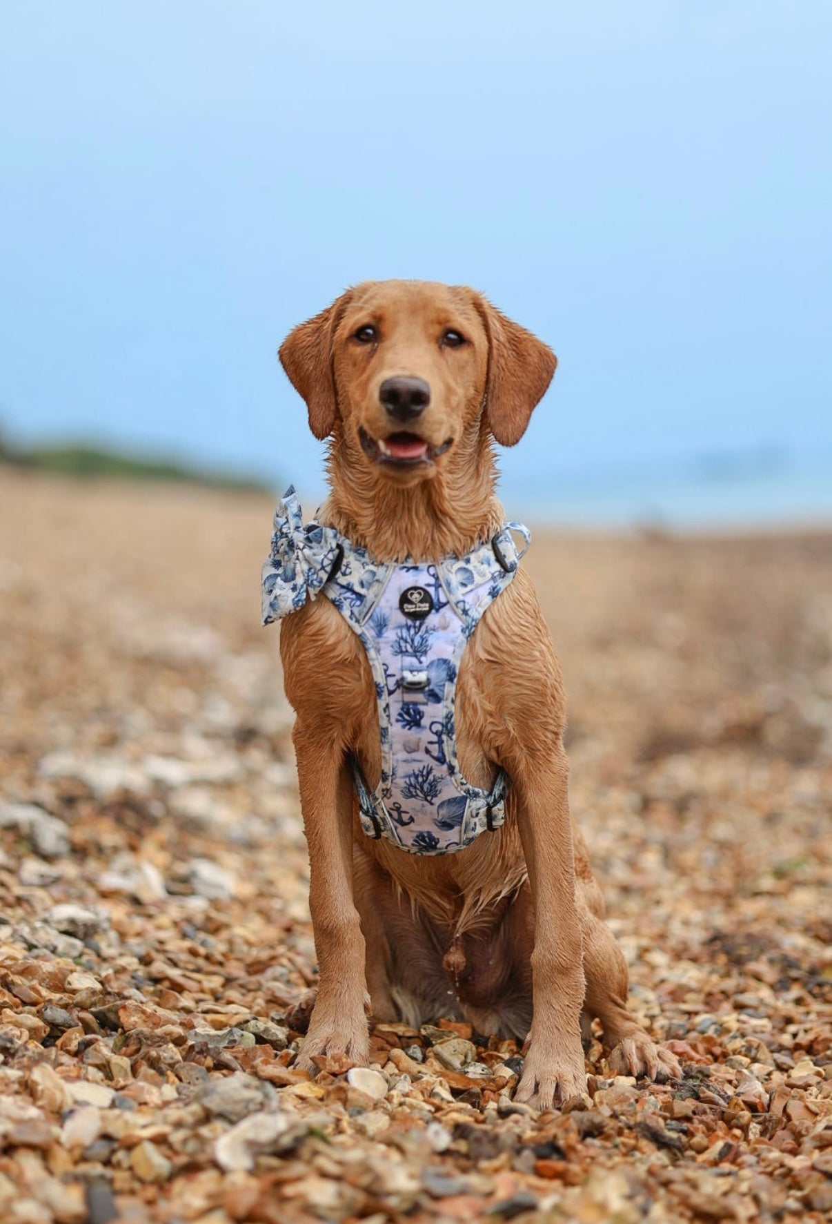 Pups Ahoy PawpalsPro Harness