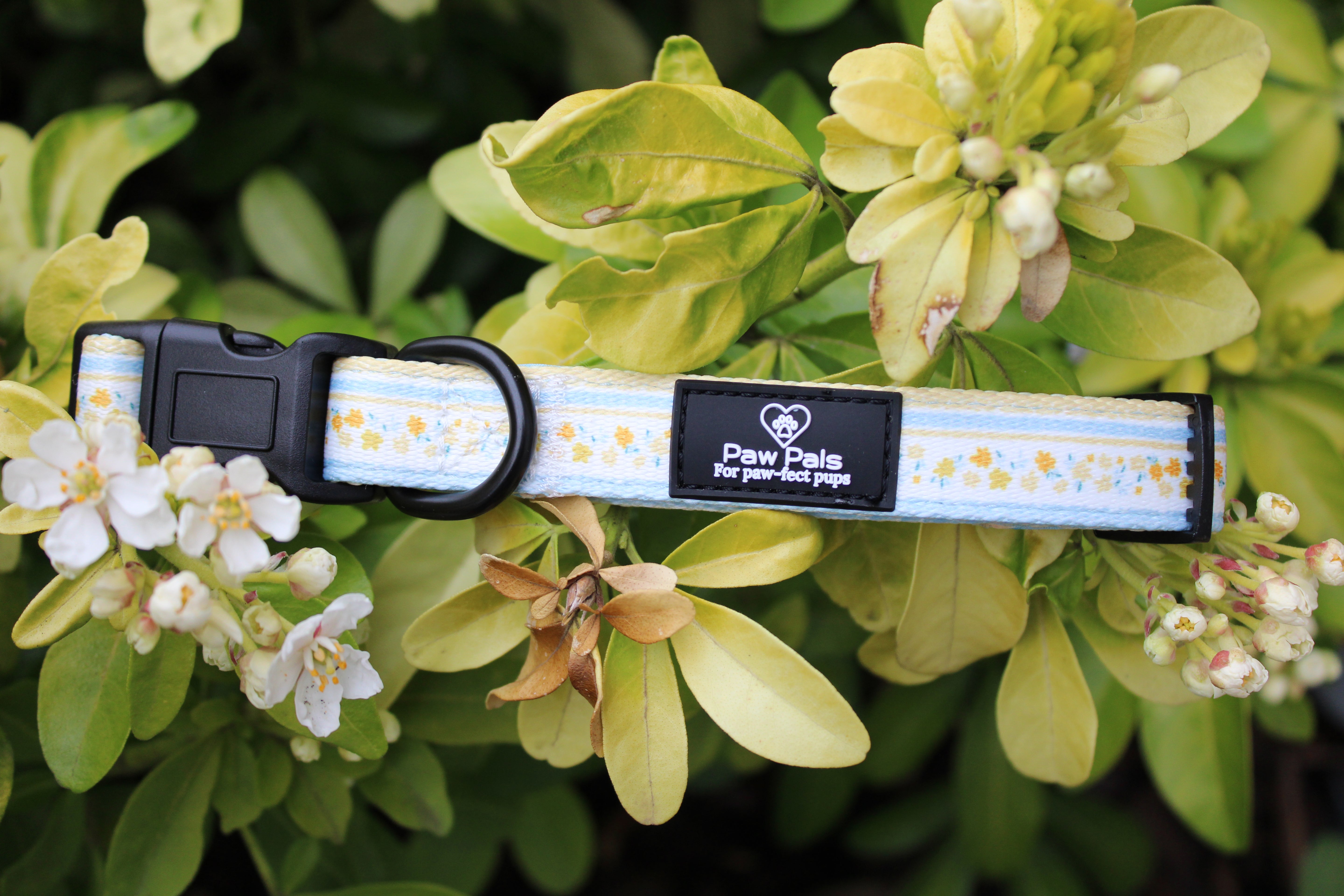Buttercup Baby Collar