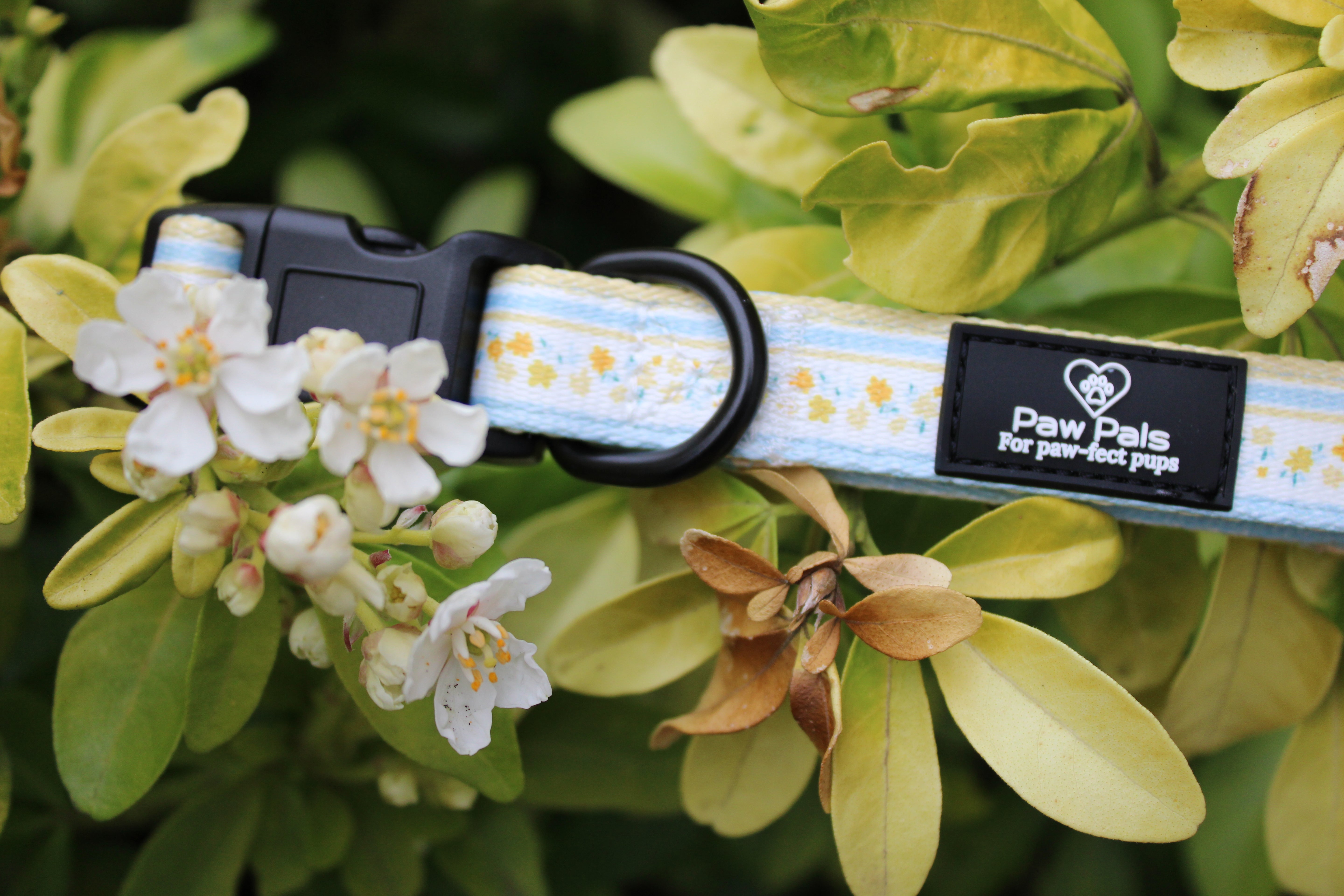 Buttercup Baby Collar