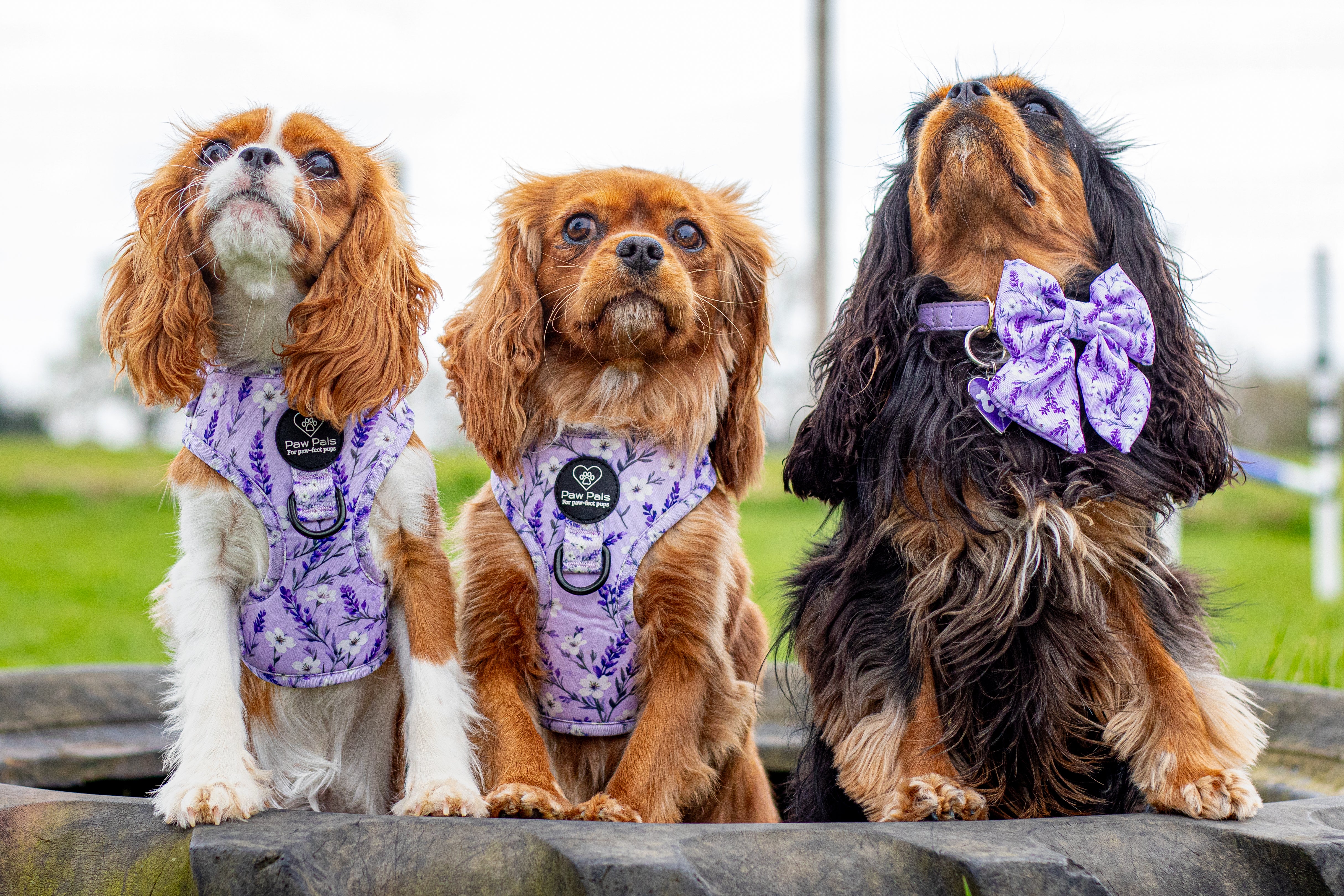 Lavender Fields Harness