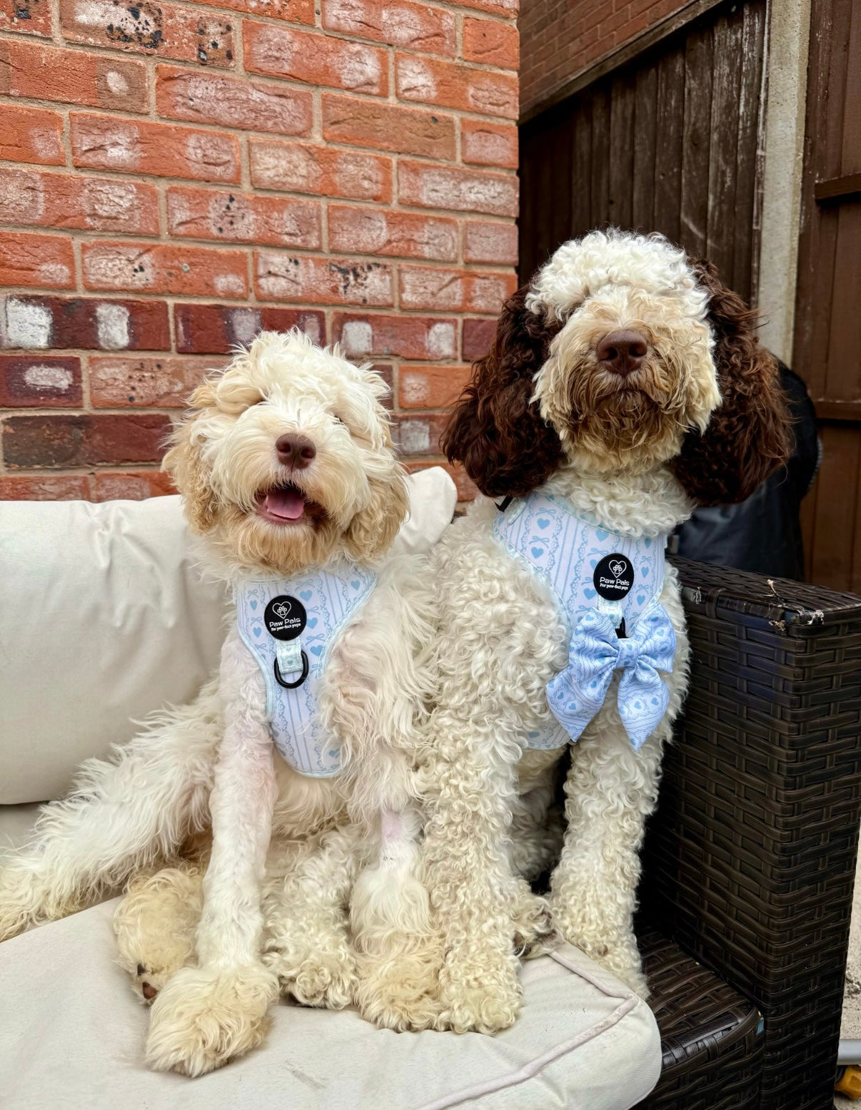 Bow In Love Harness