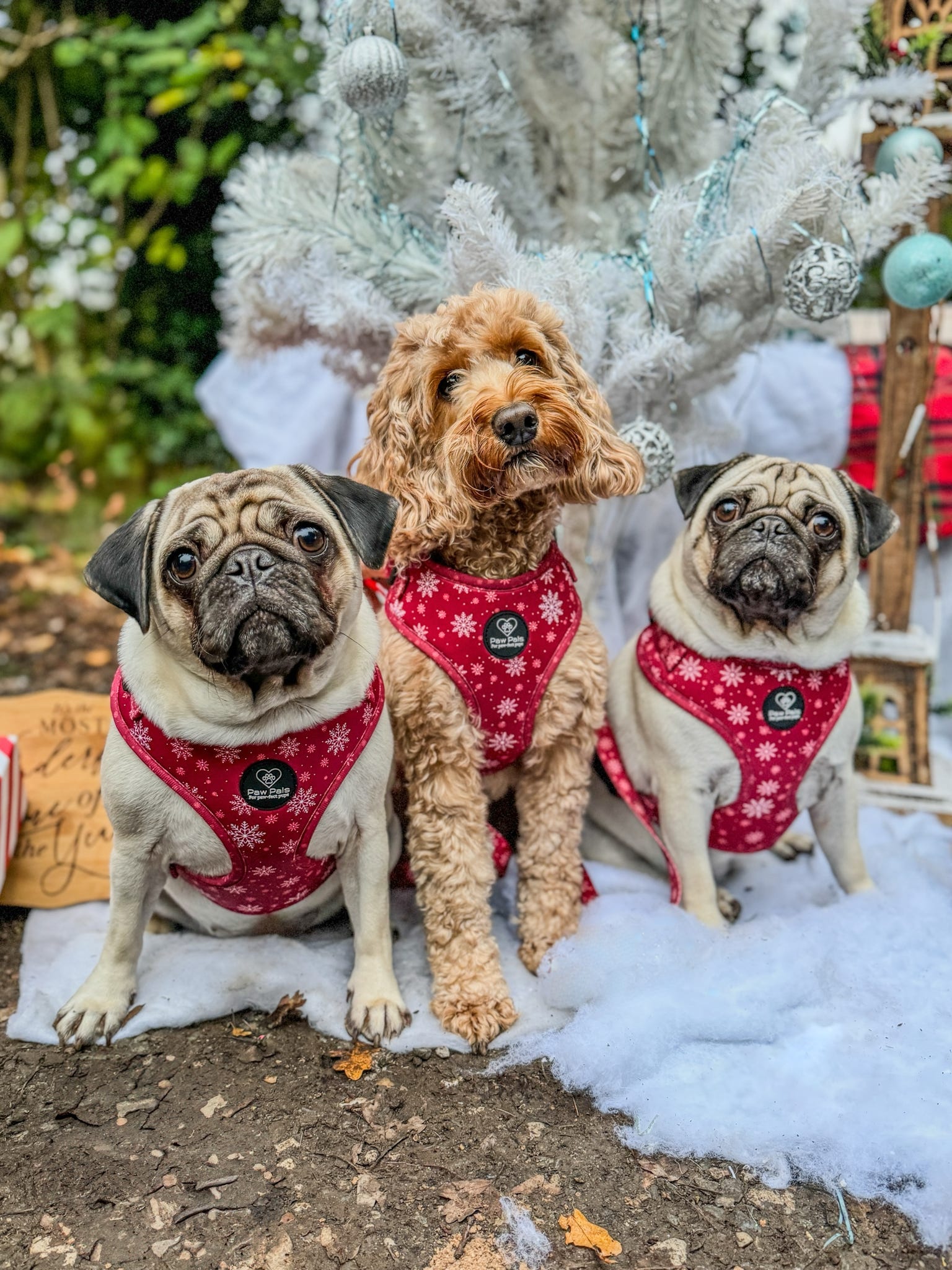 Snowflake Snuggles Harness