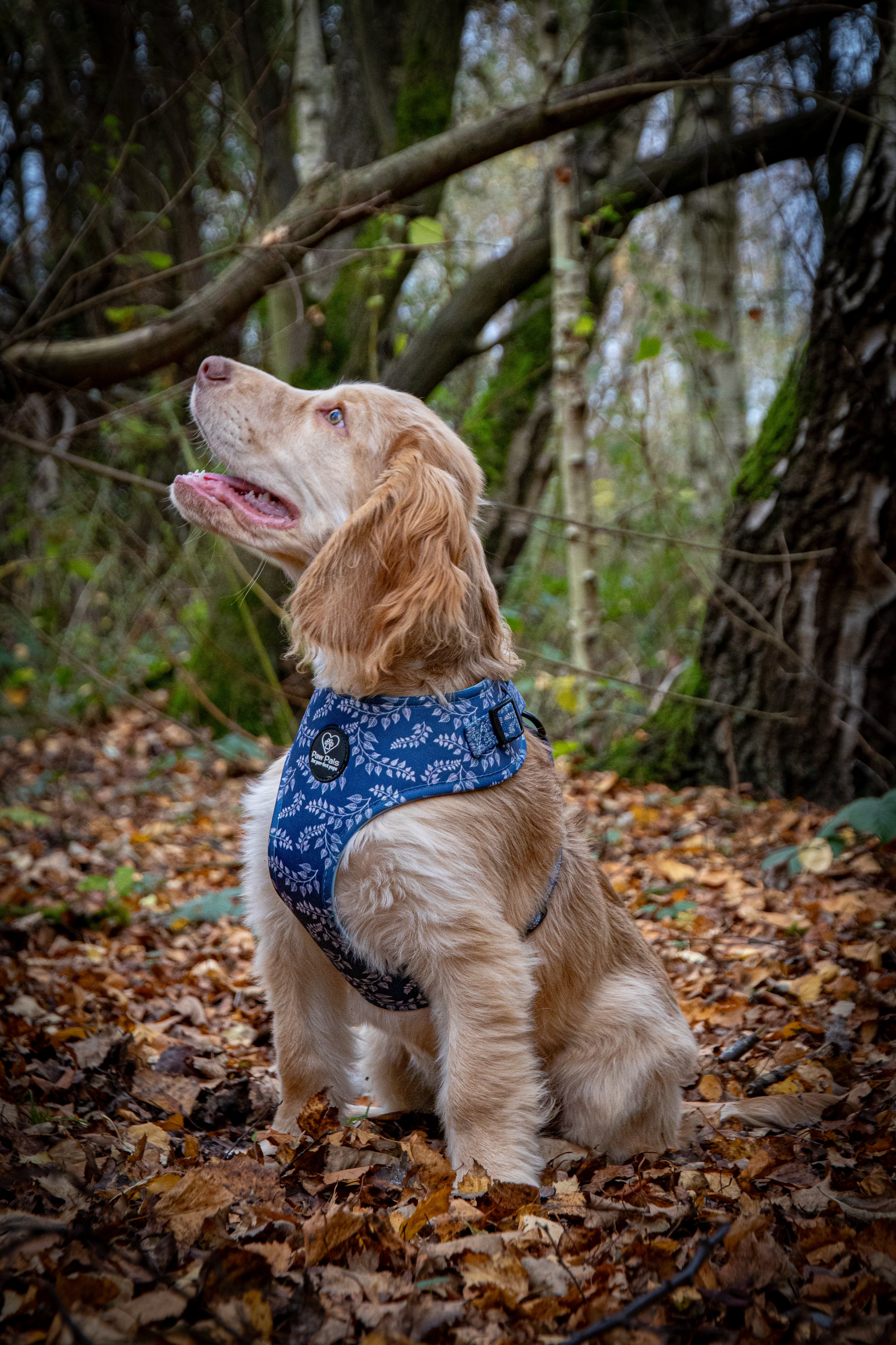 Navy Springs Harness