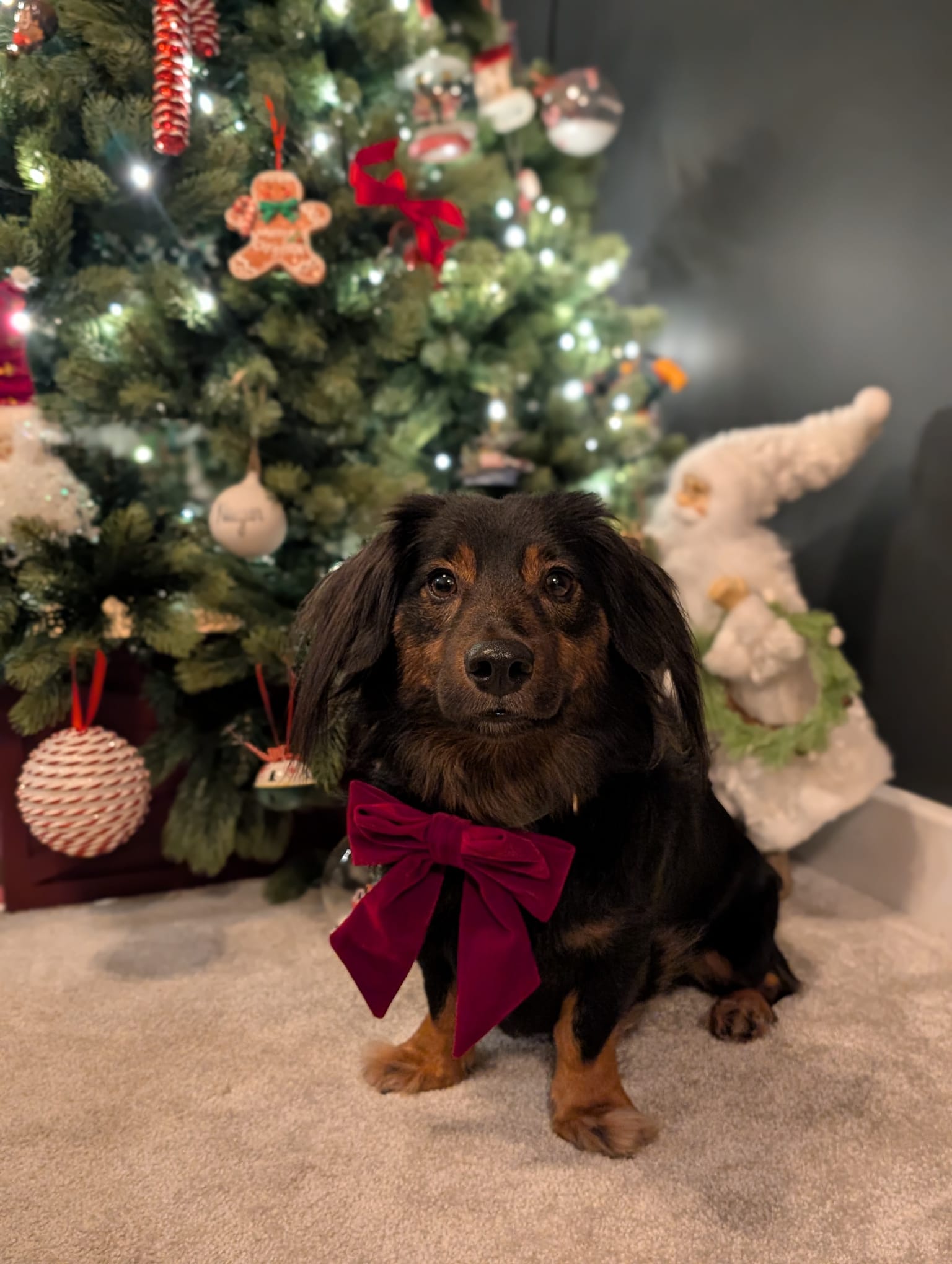 Red Velvet Sailor Bow