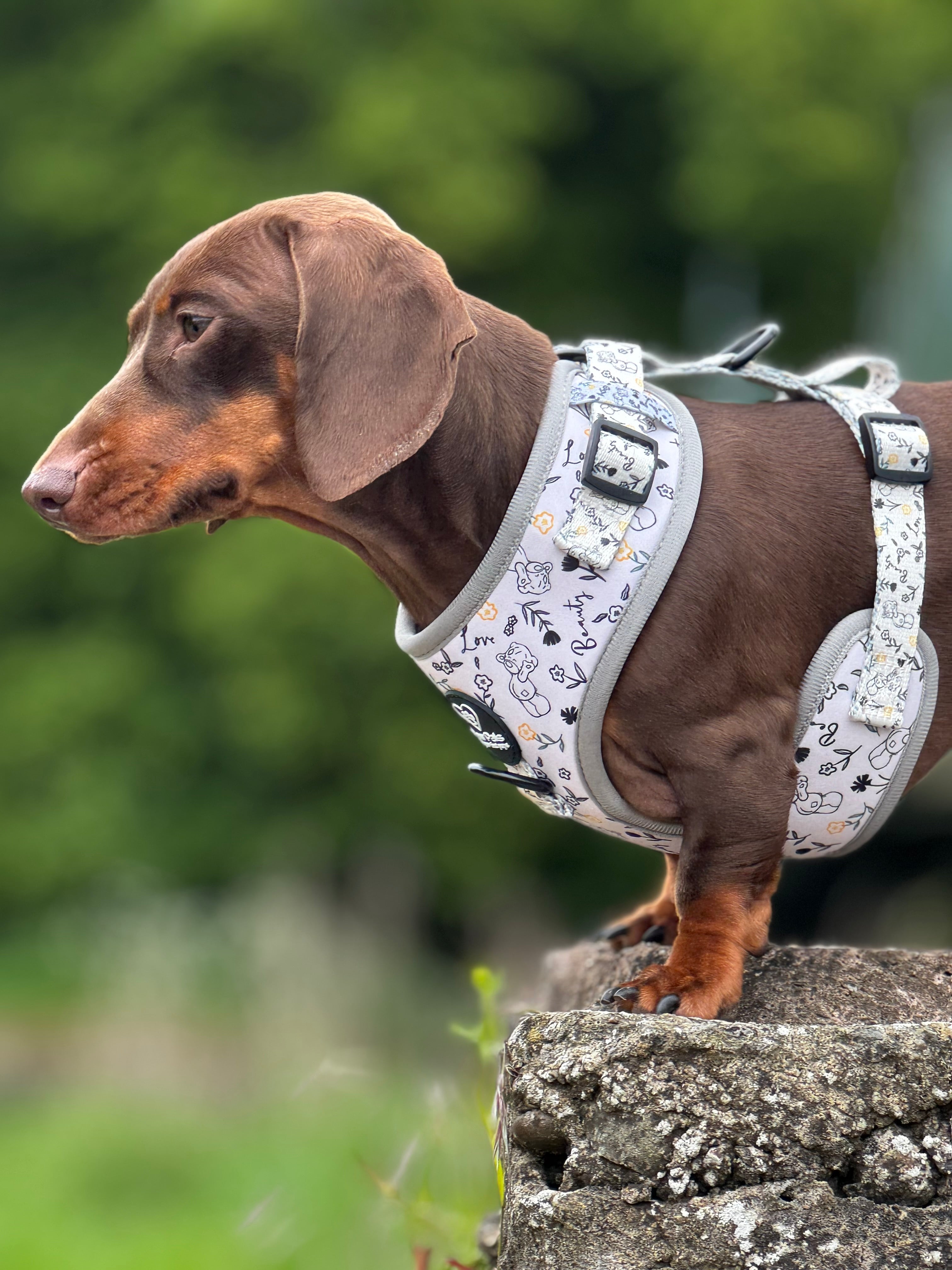Tatty Teddy Springs Harness