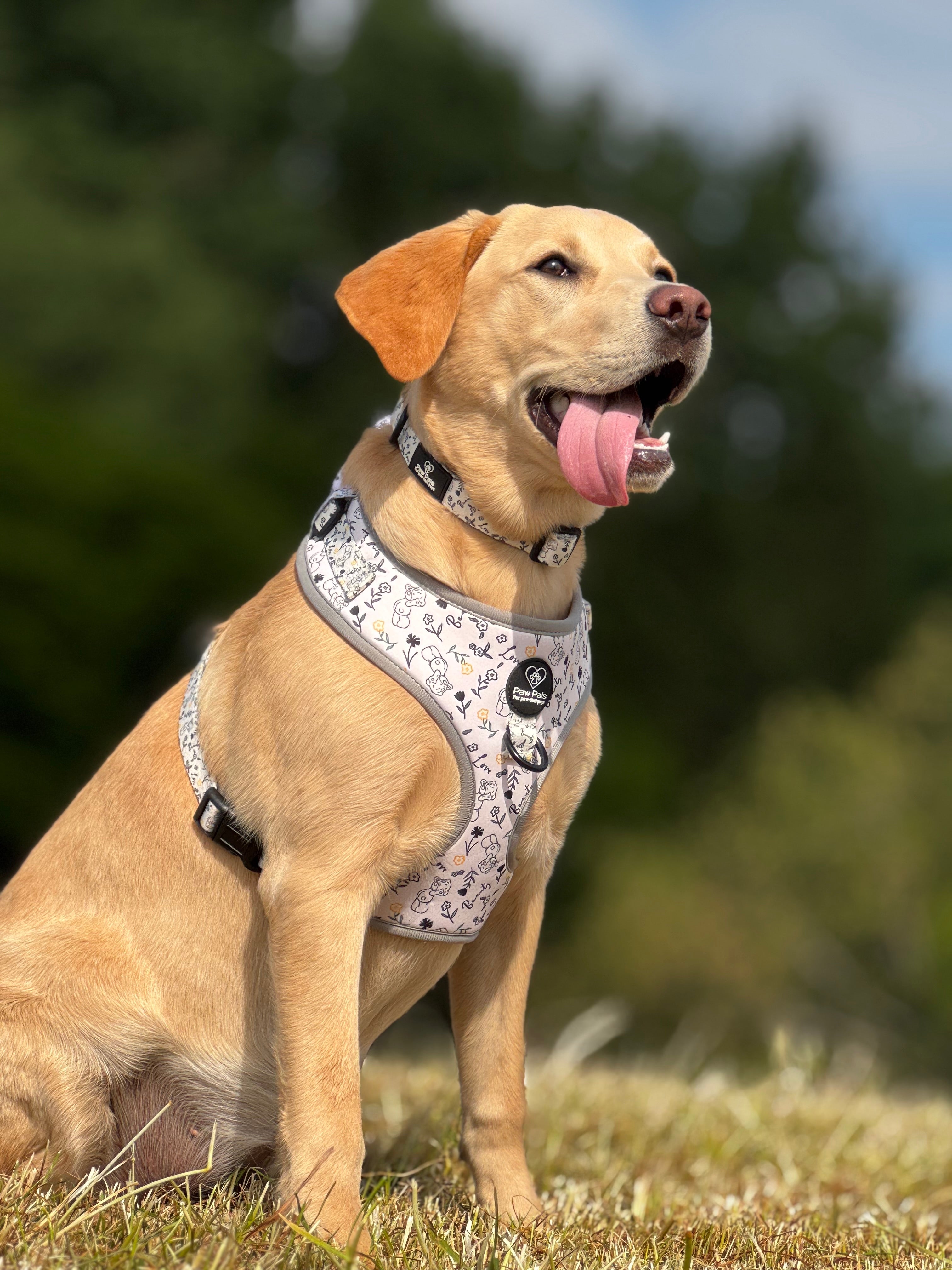 Tatty Teddy Springs Harness