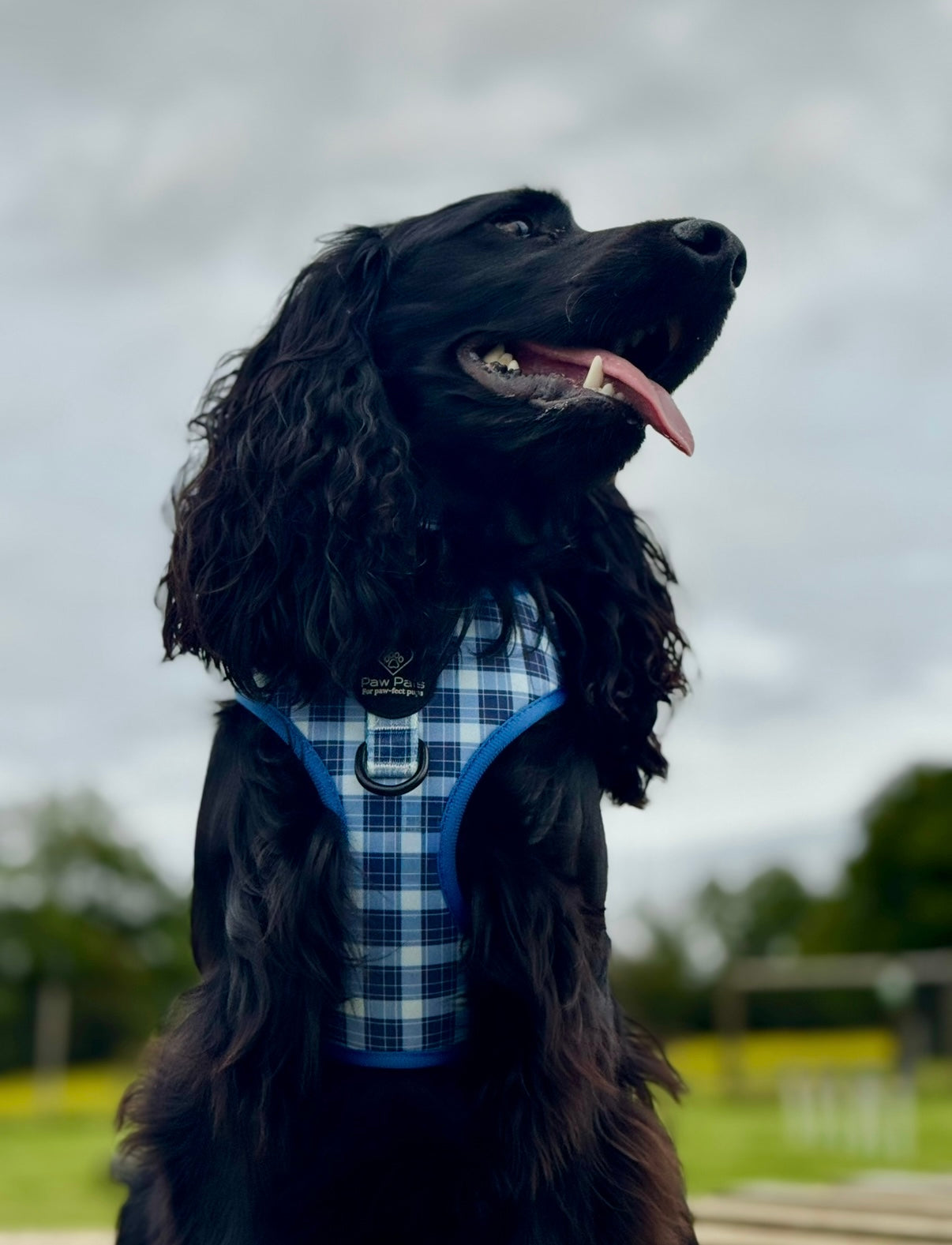 Tartan Trails Harness