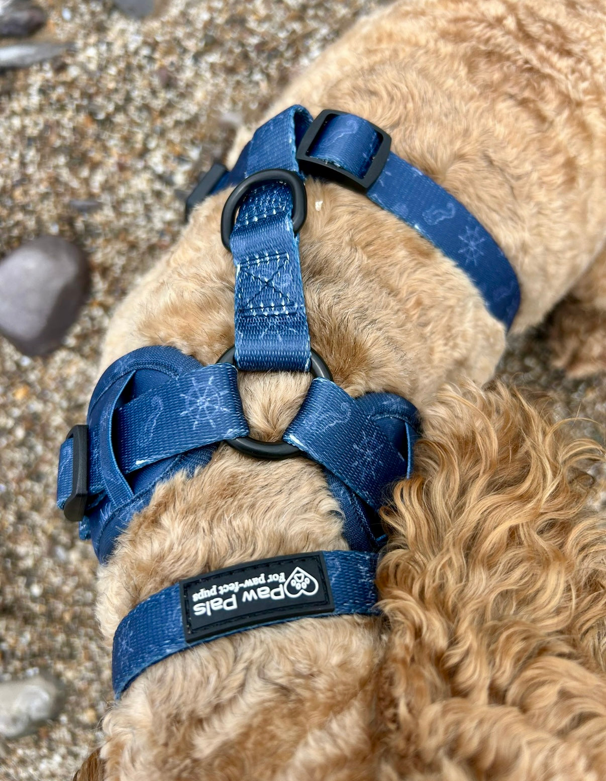 Paws On Deck Collar