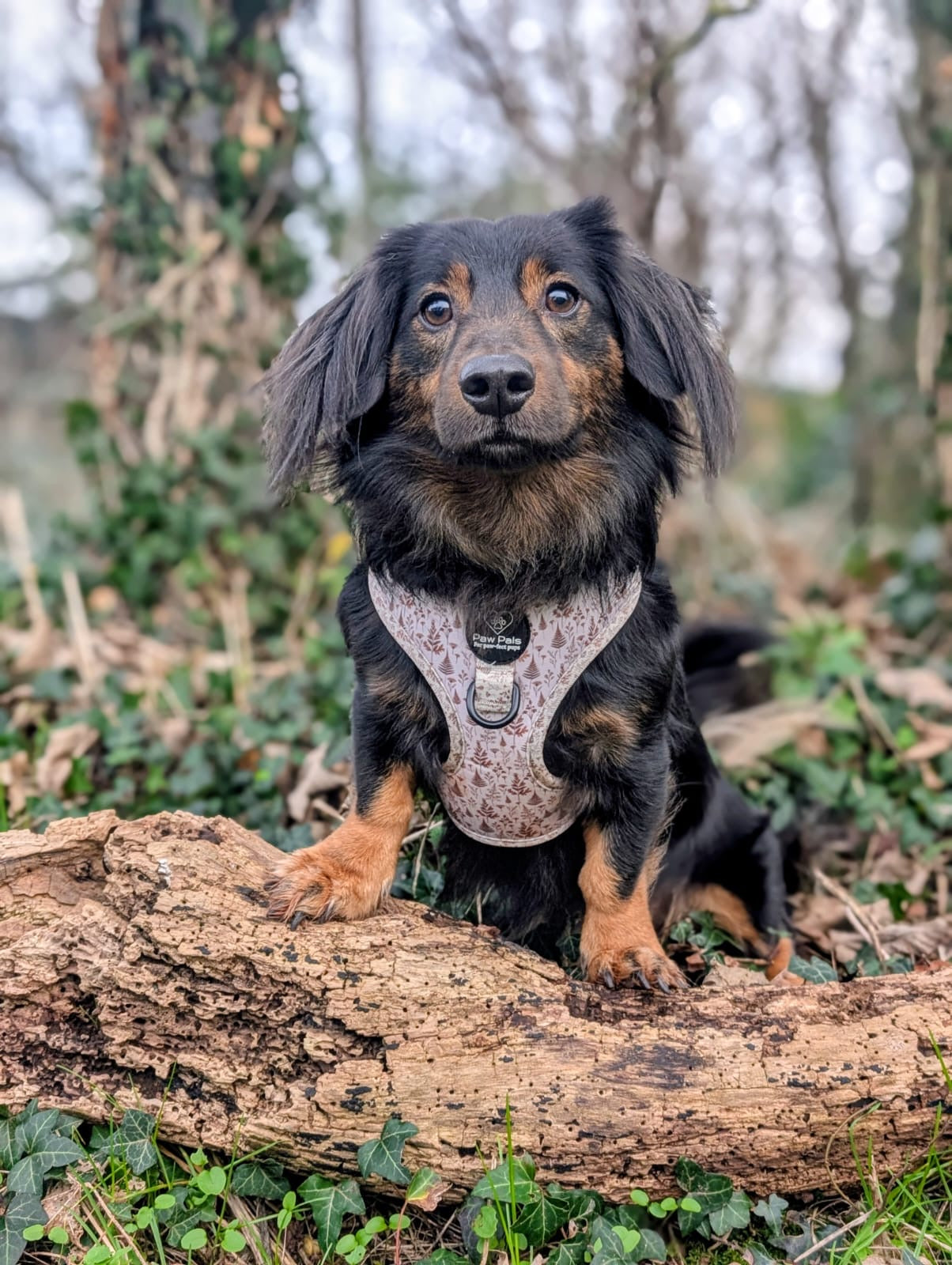 Woodland Willows Adjustable Harness