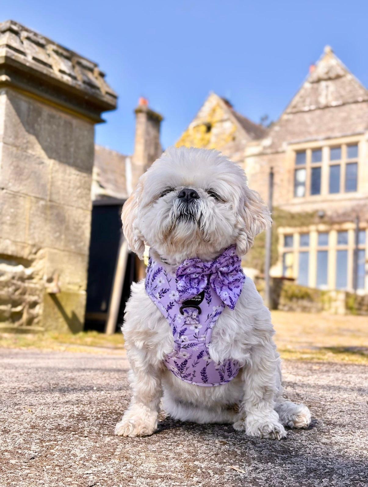 Lavender Fields Harness