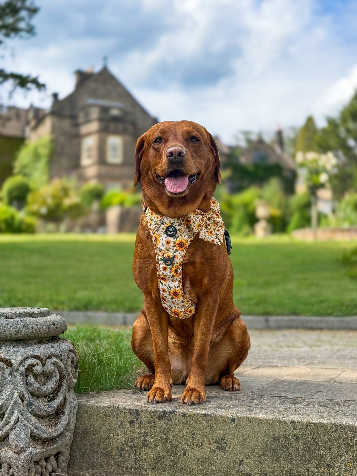 Sunflower PawpalsPro Harness