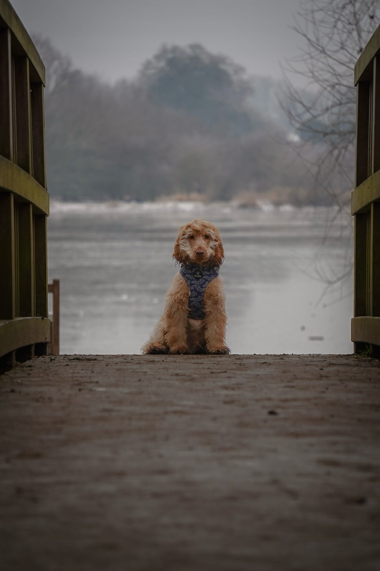 Navy Springs Harness