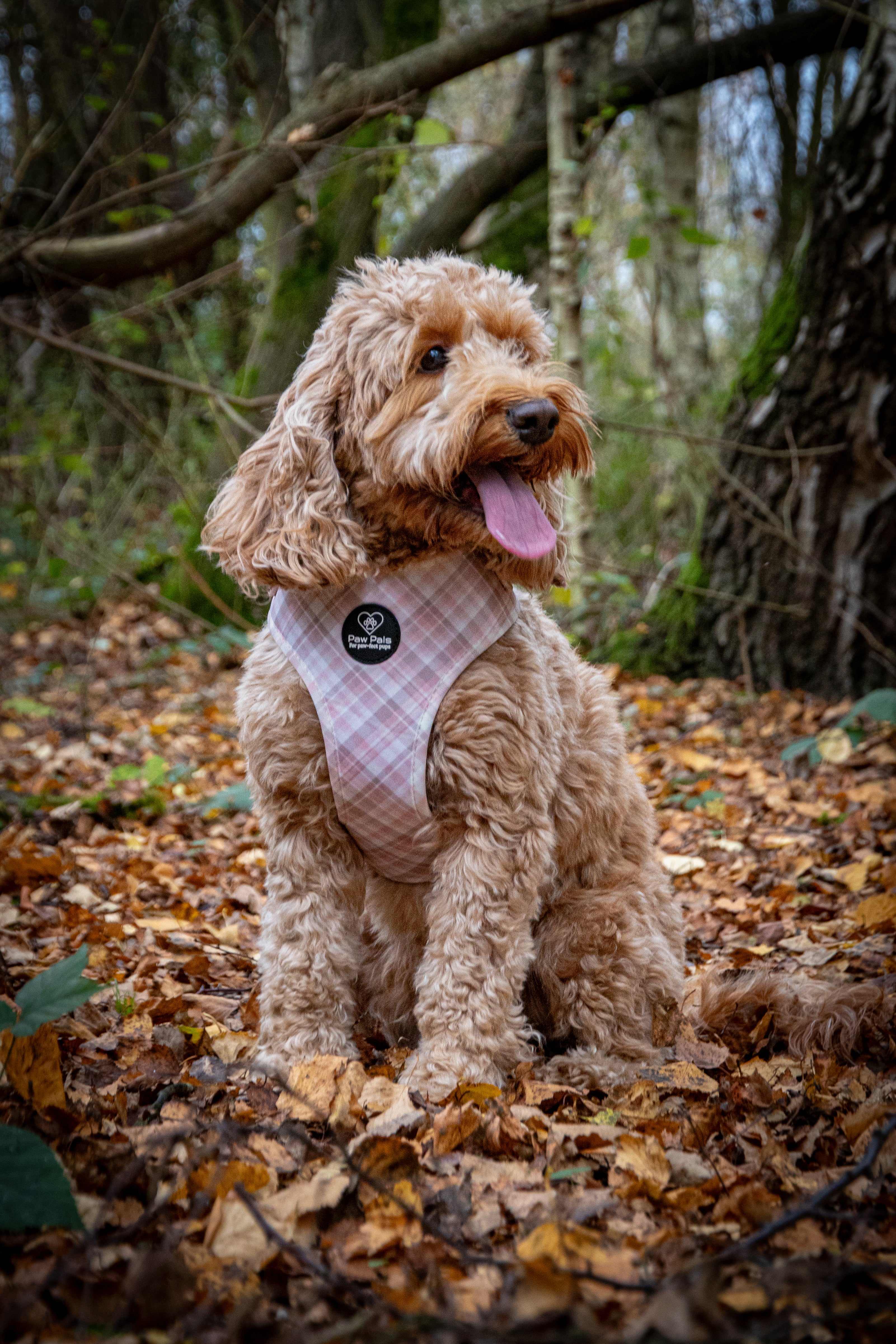Pretty in Plaid Harness