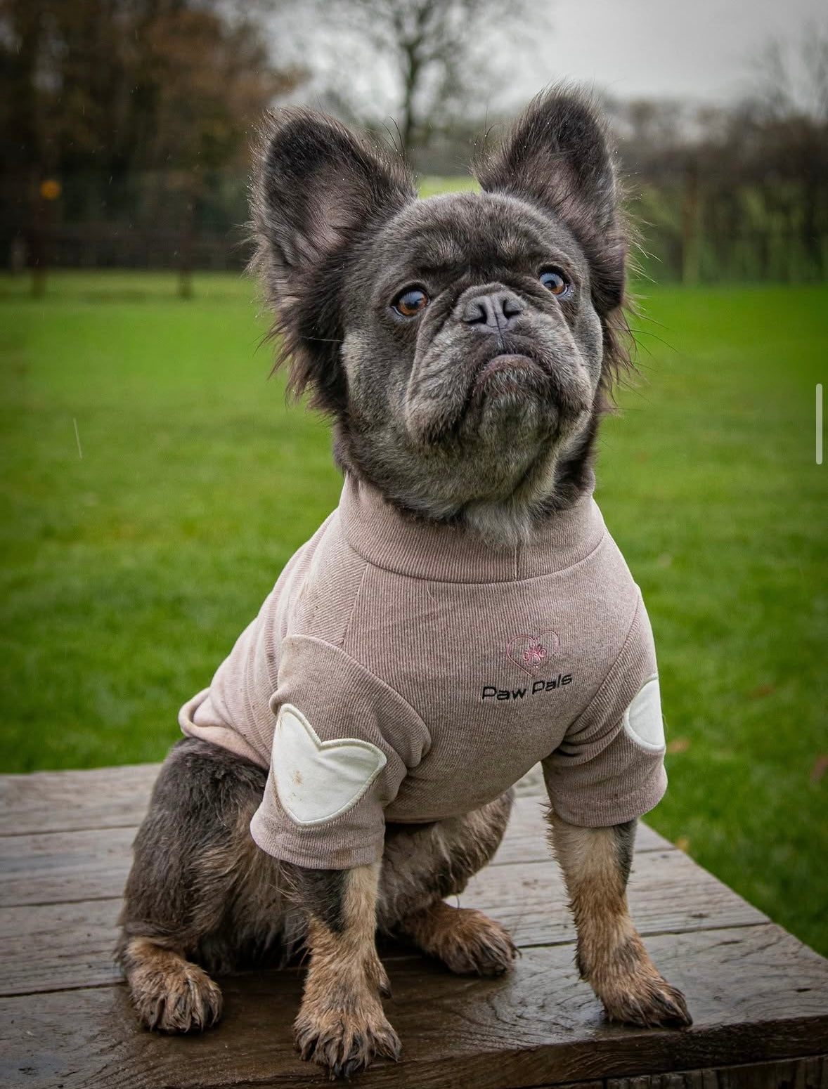 Puppy Love Mocha Jumper