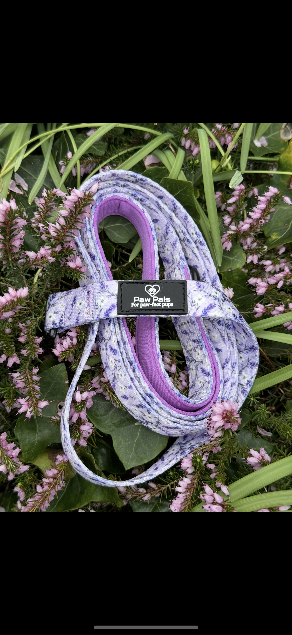 Lavender Fields Leash