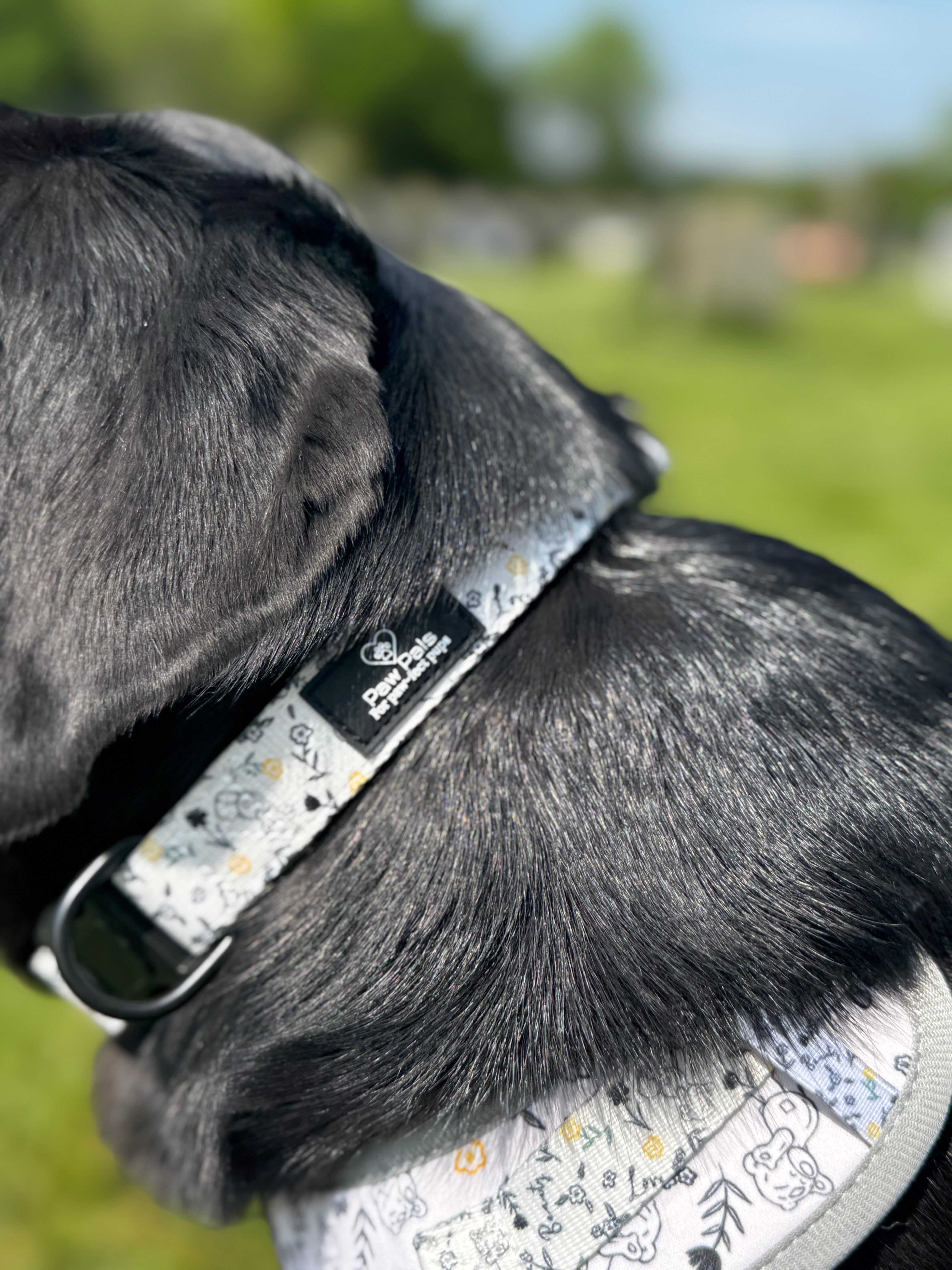 Tatty Teddy Springs Collar