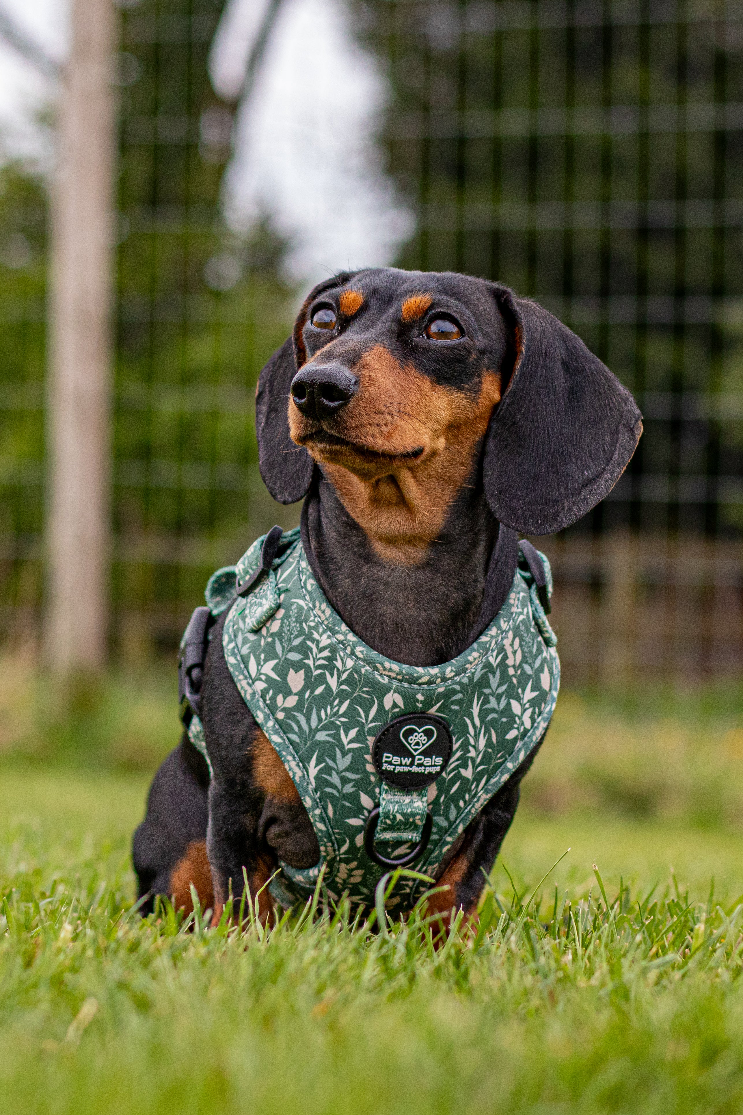 Spring Leaves D-Ring Harness