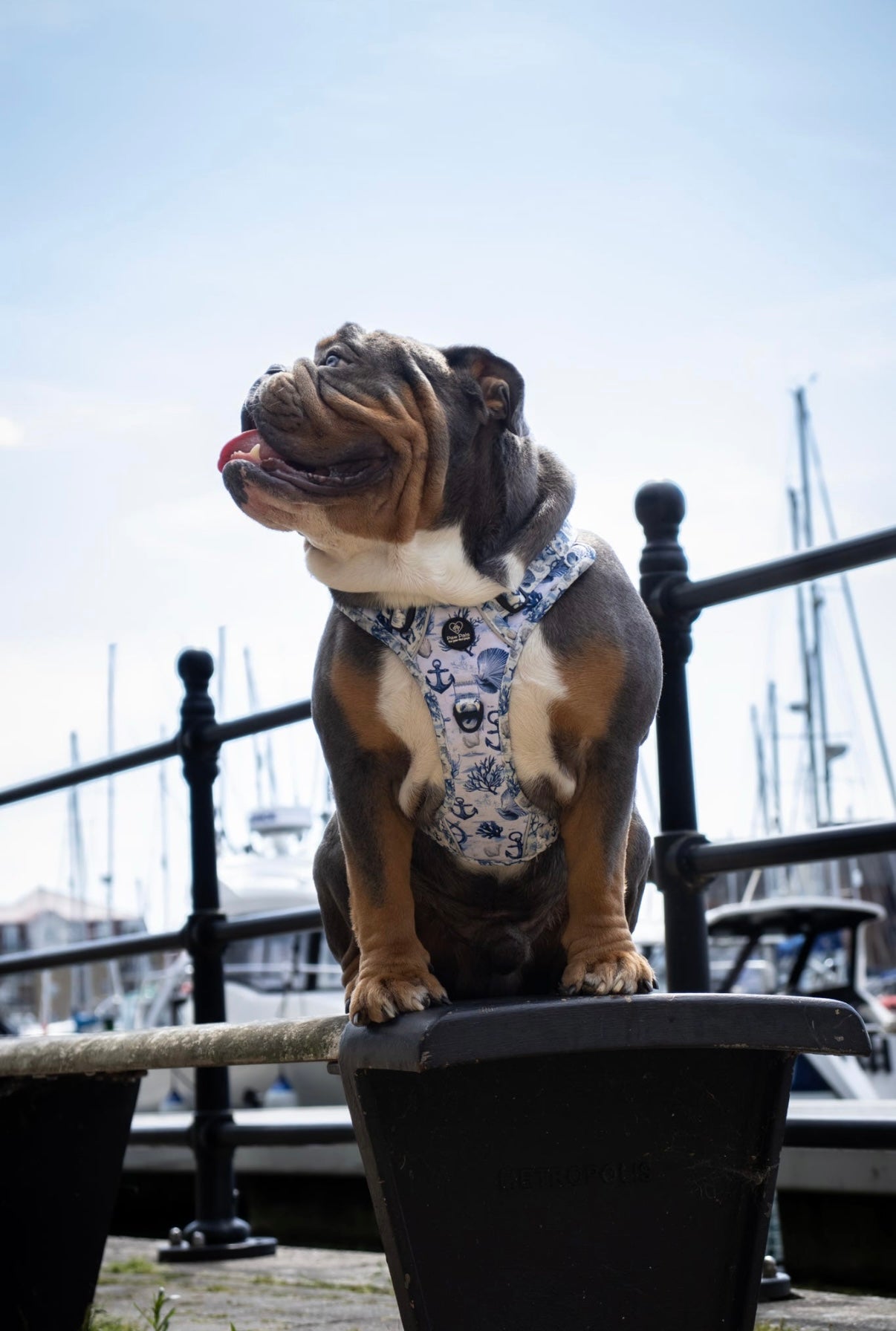 Pups Ahoy PawpalsPro Harness