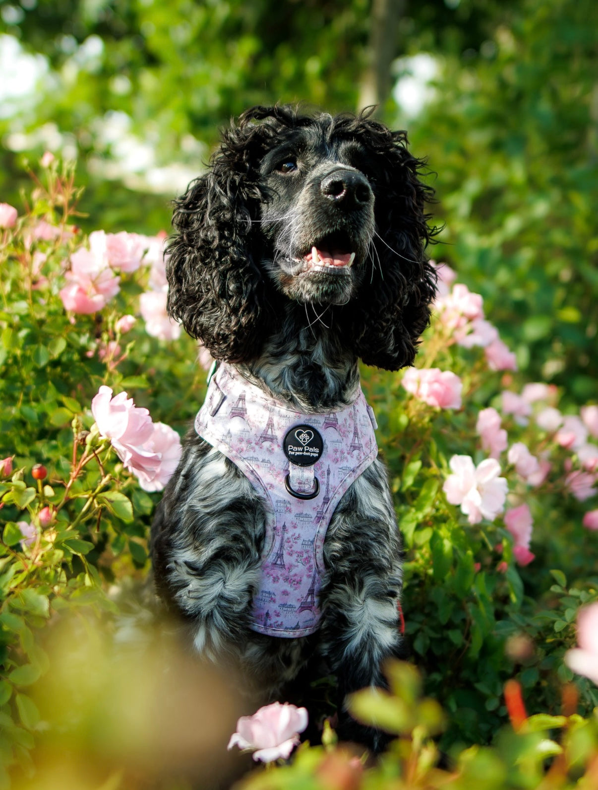 Pups In Paris Harness