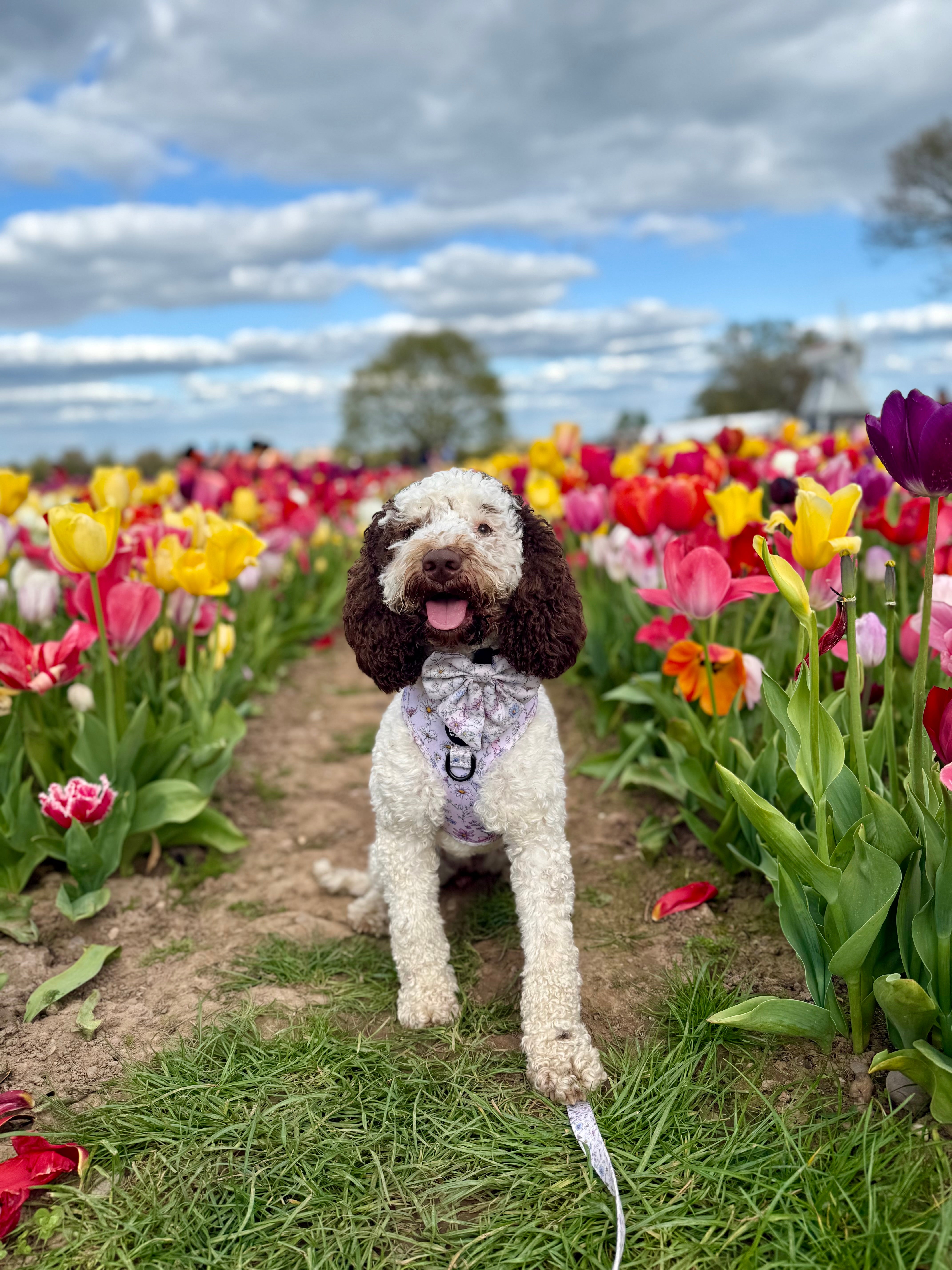 Wildflower Wishes Harness