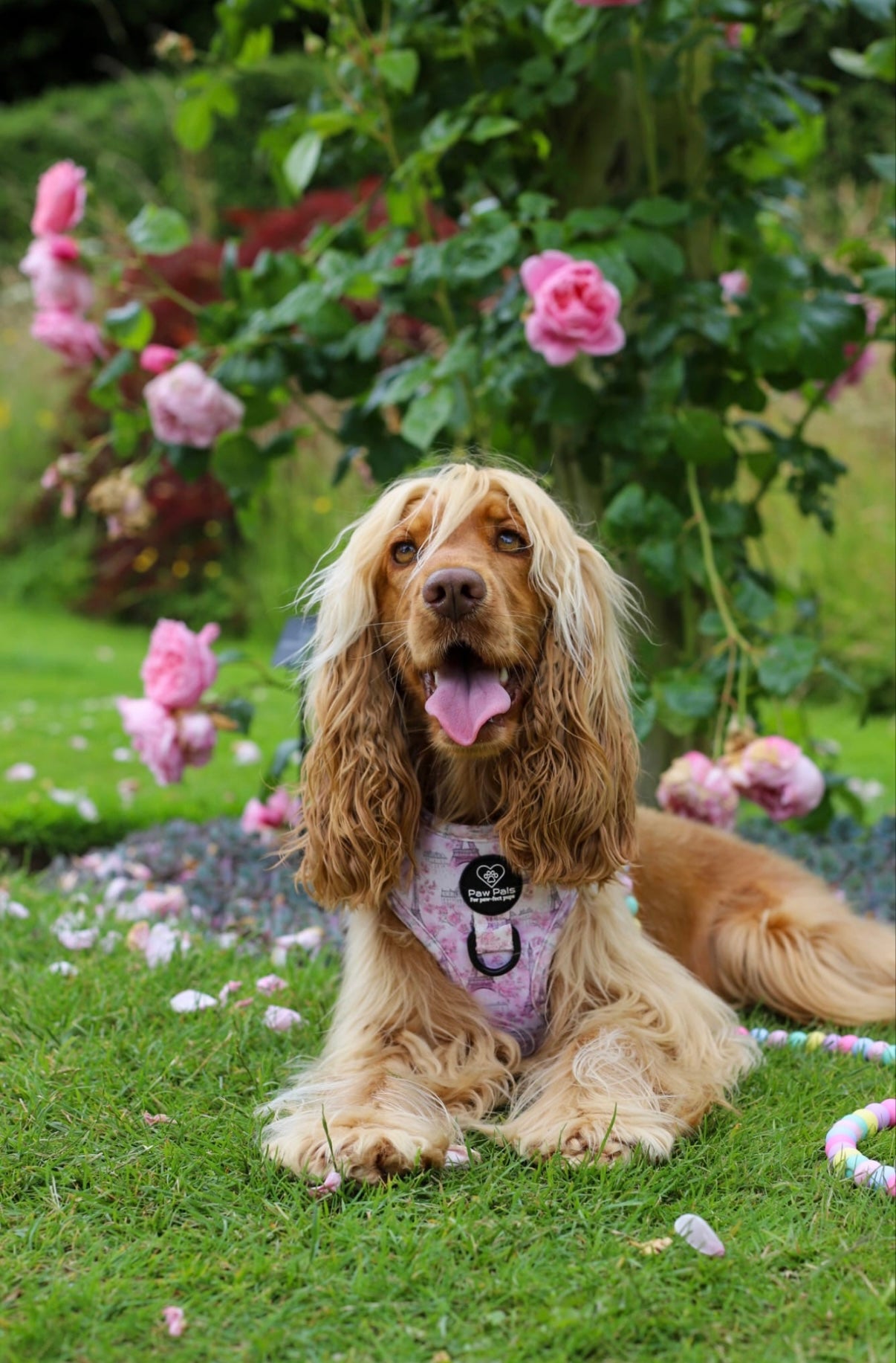 Pups In Paris Harness