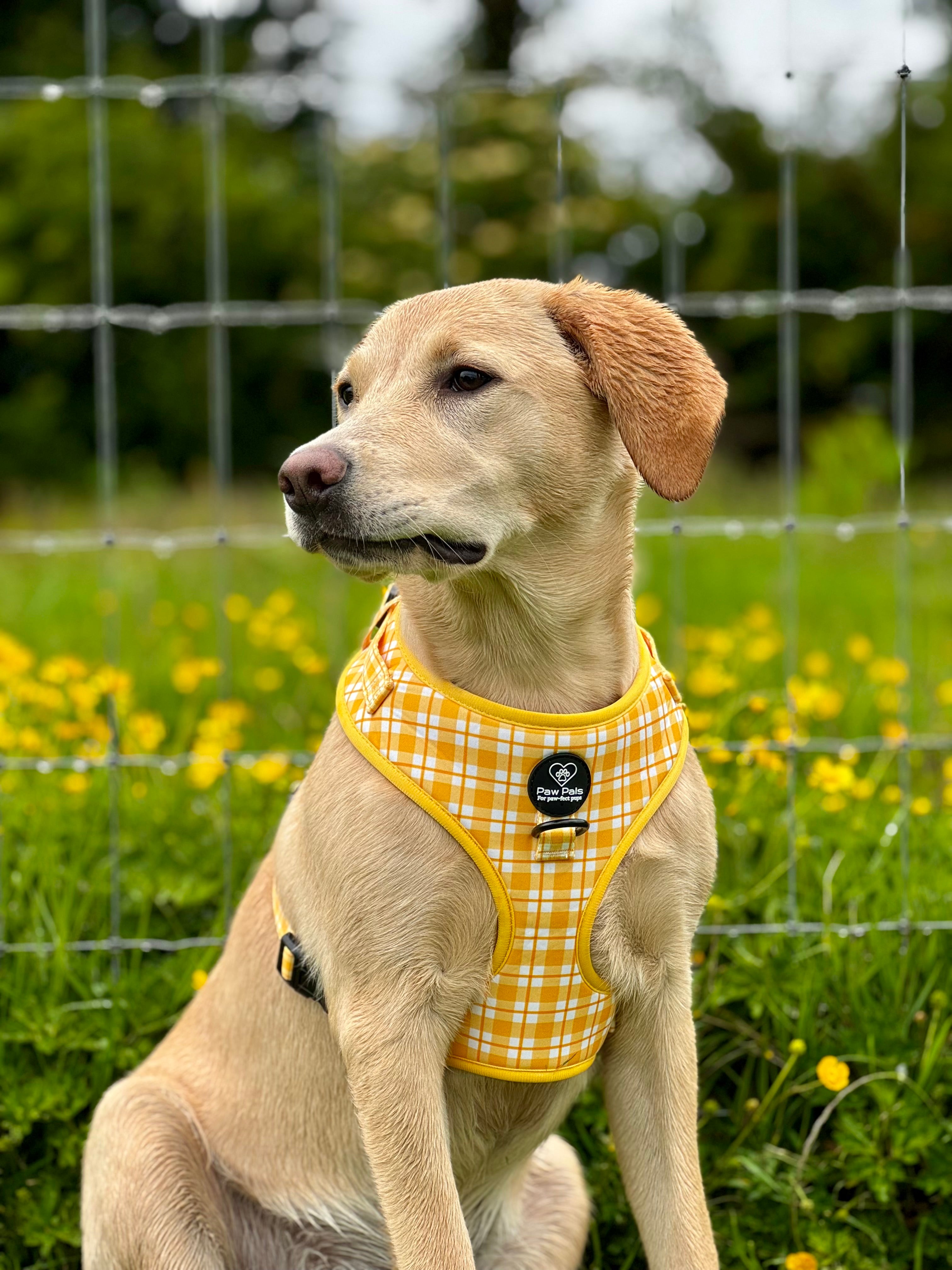 Yellow Tartan Harness