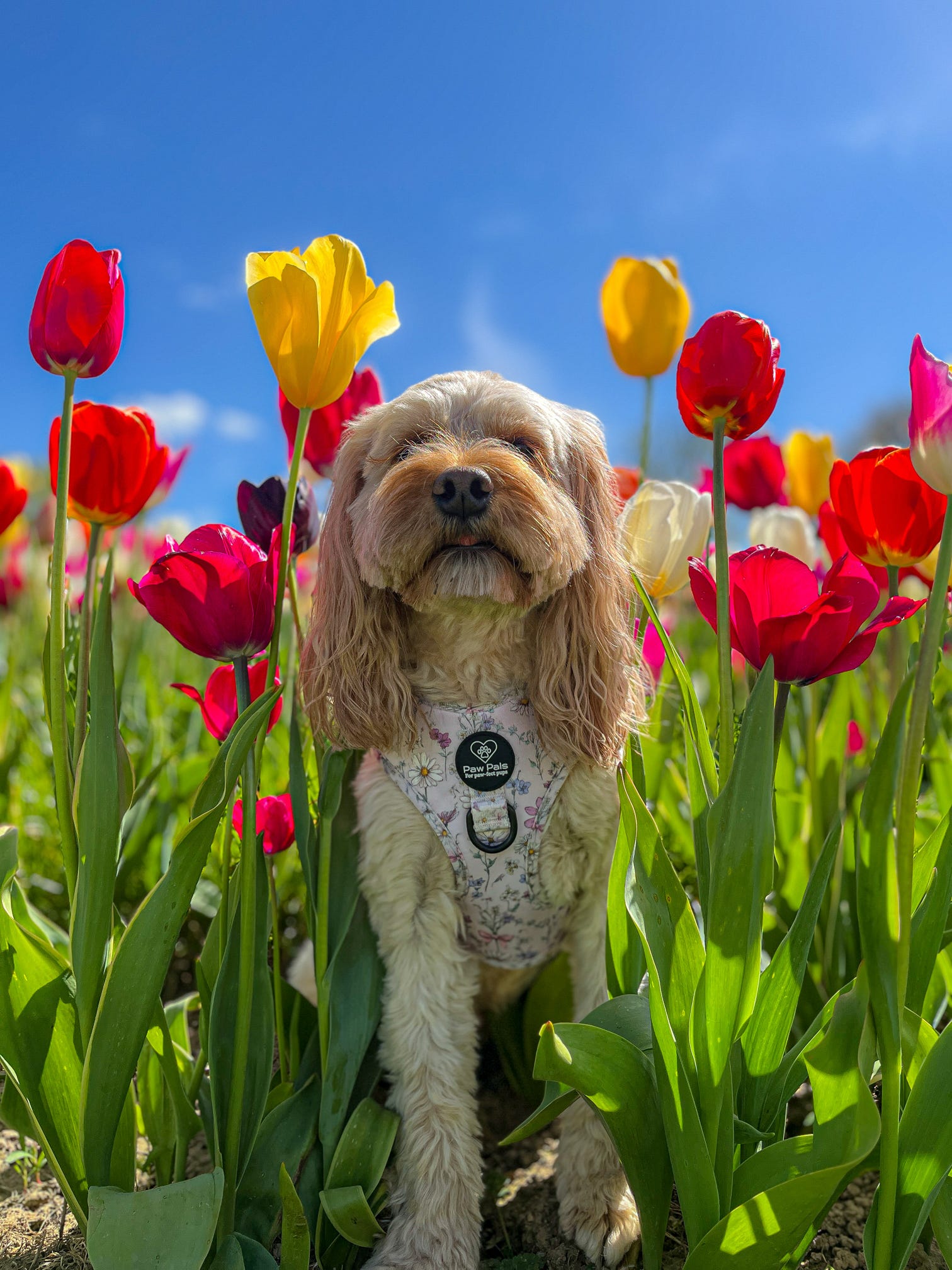 Wildflower Wishes Harness