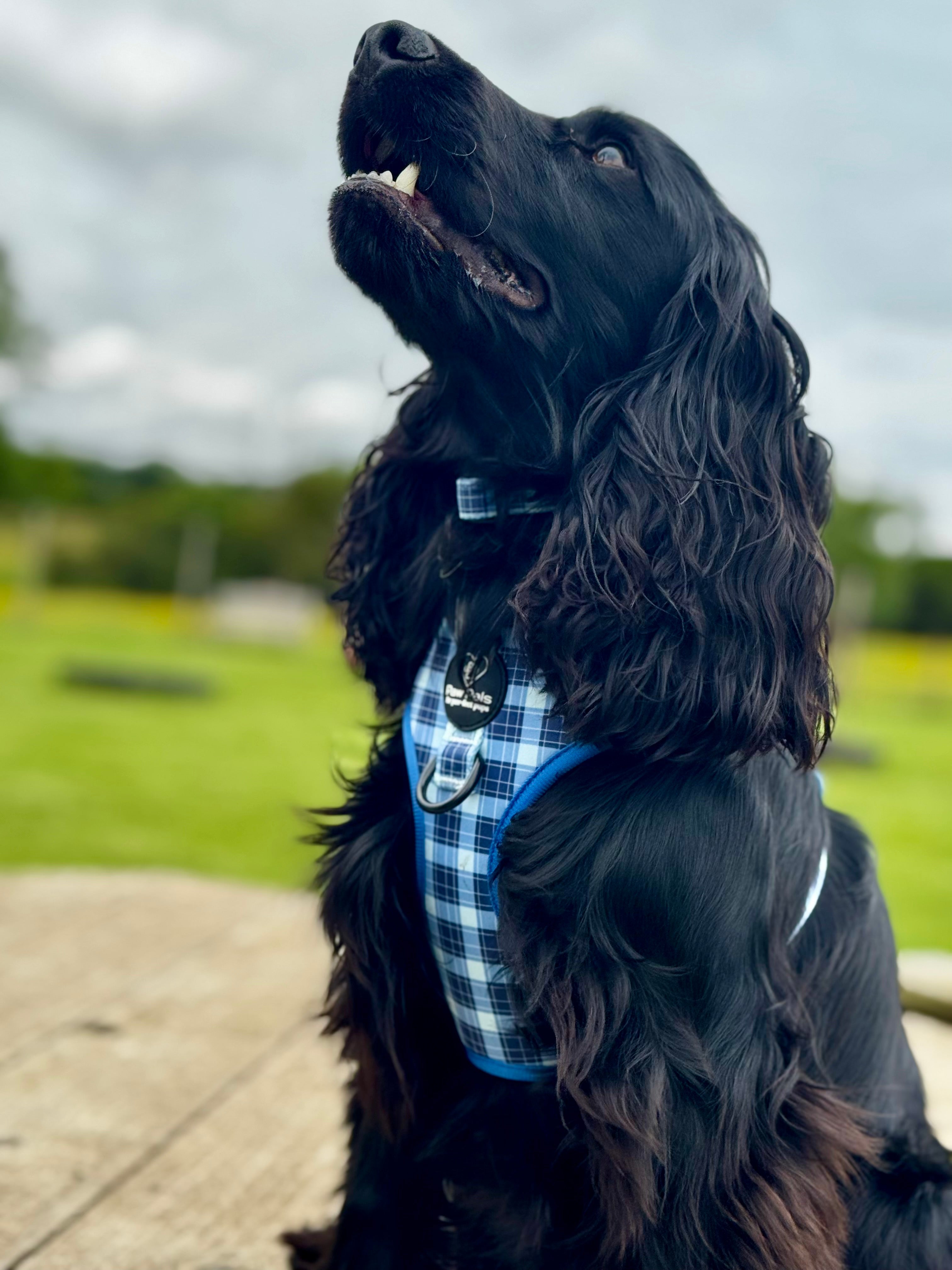 Blue Tartan Leash