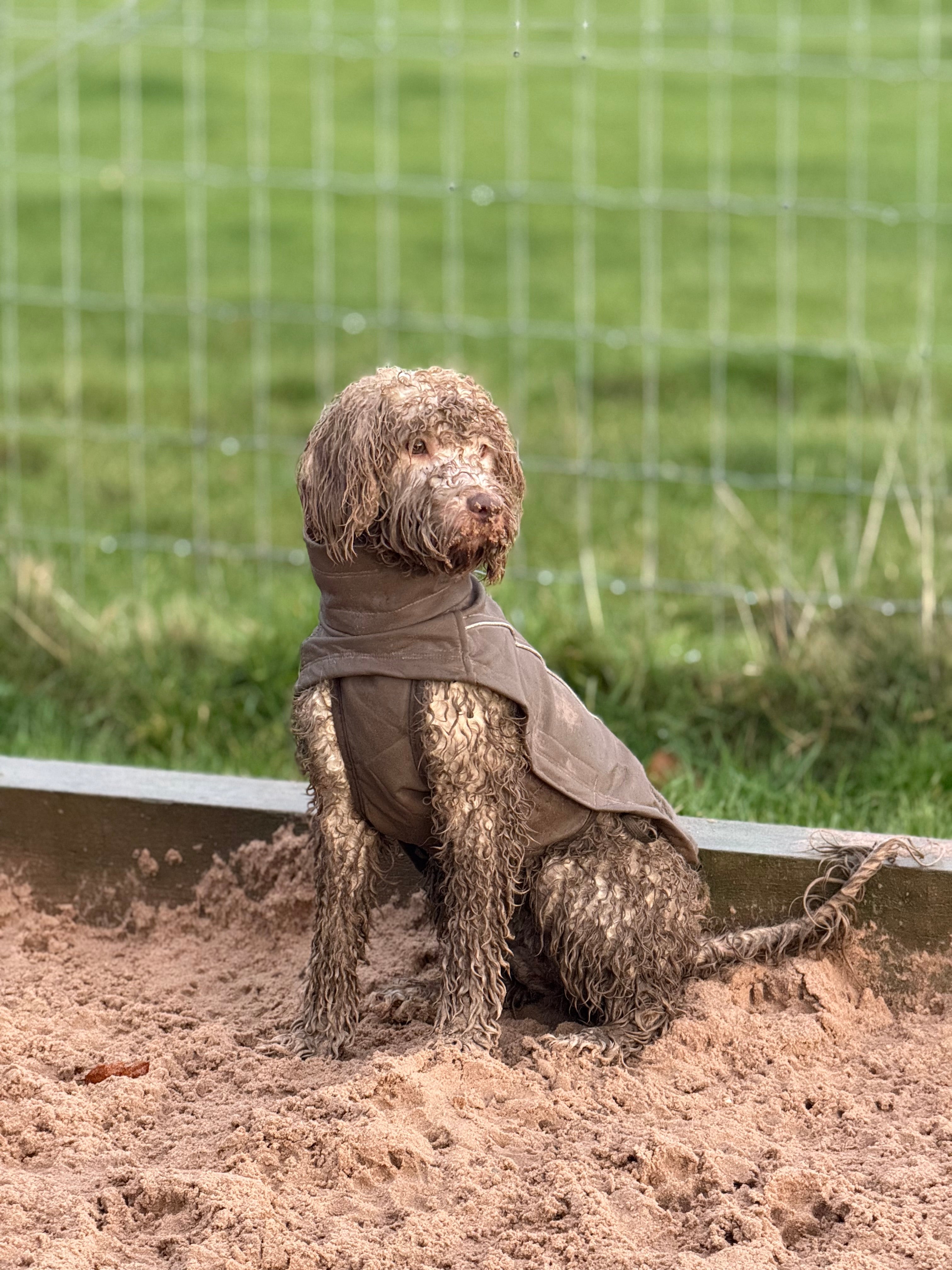 Pawpals Triple Shield Rain Coat - Grey